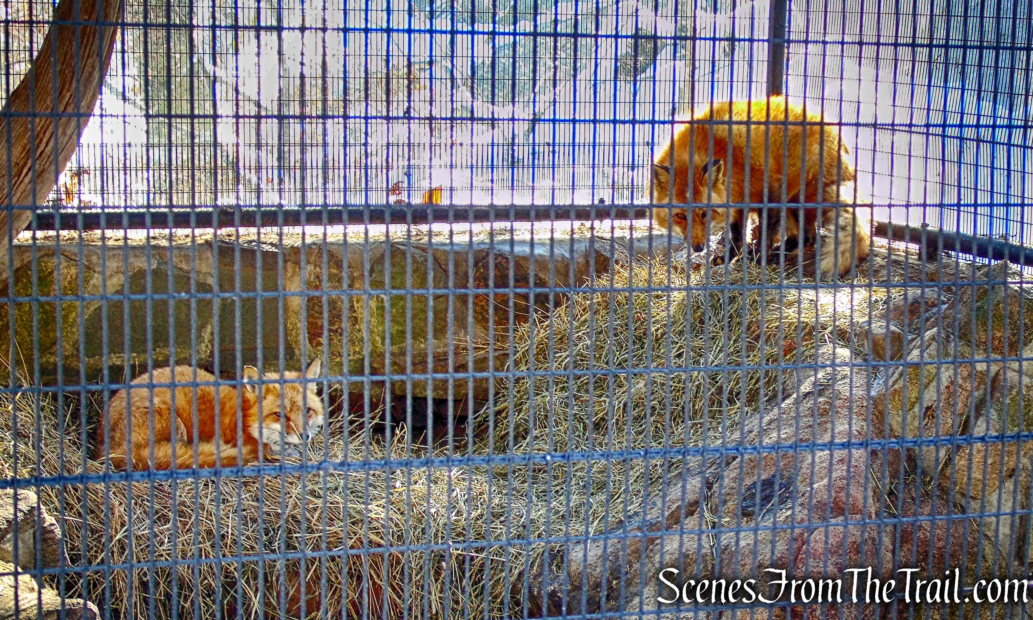 Red Fox - Trailside Museum and Zoo