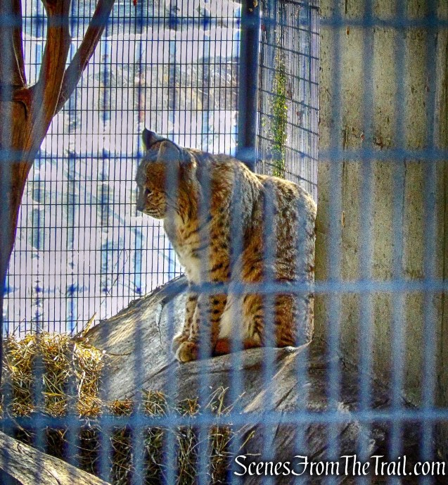 Bobcat - Trailside Museum and Zoo 