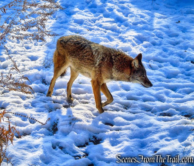 Coyote Den - Trailside Museums and Zoo