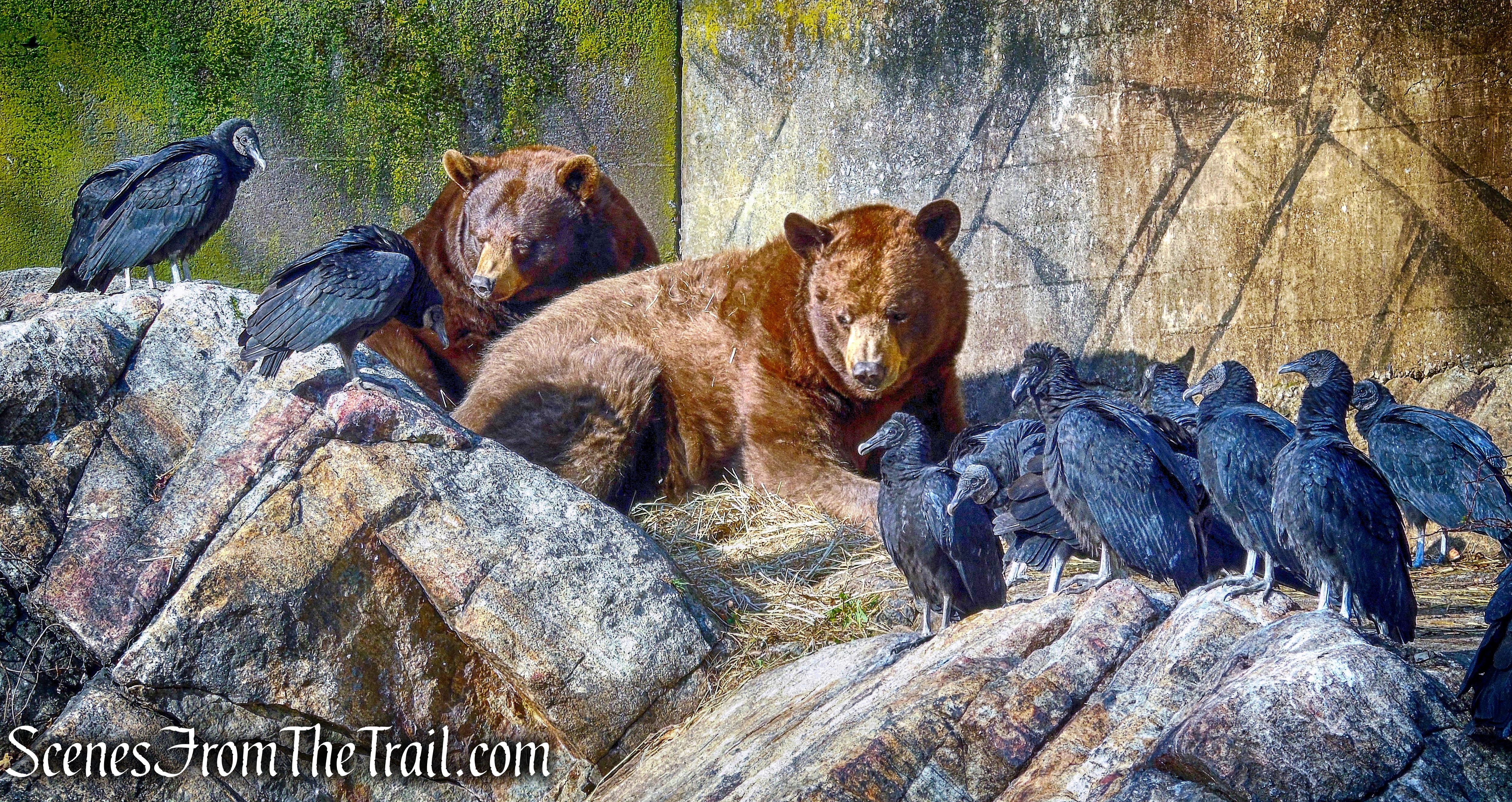 Bears - Trailside Museum and Zoo