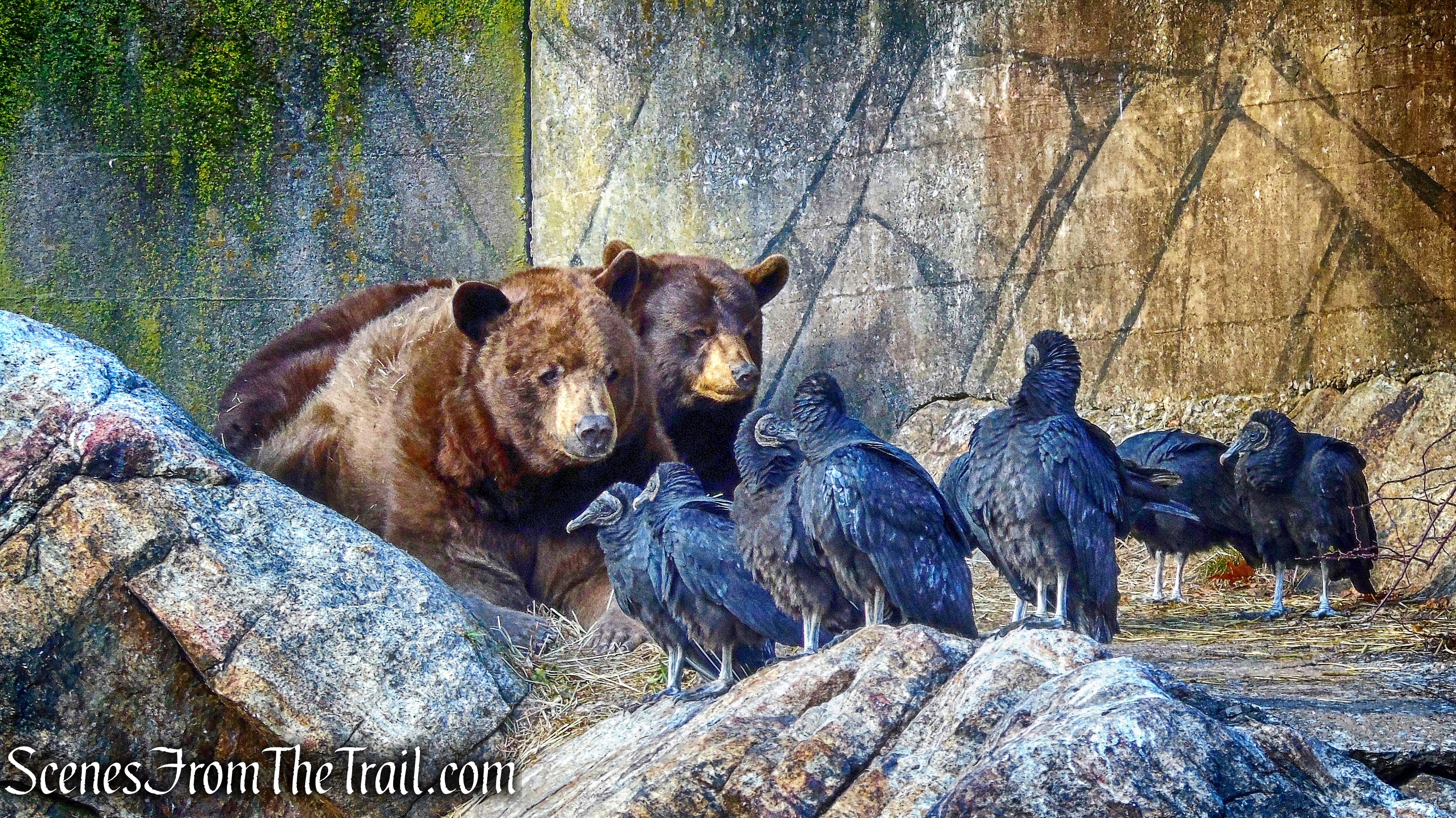Bear Den - Trailside Museums and Zoo