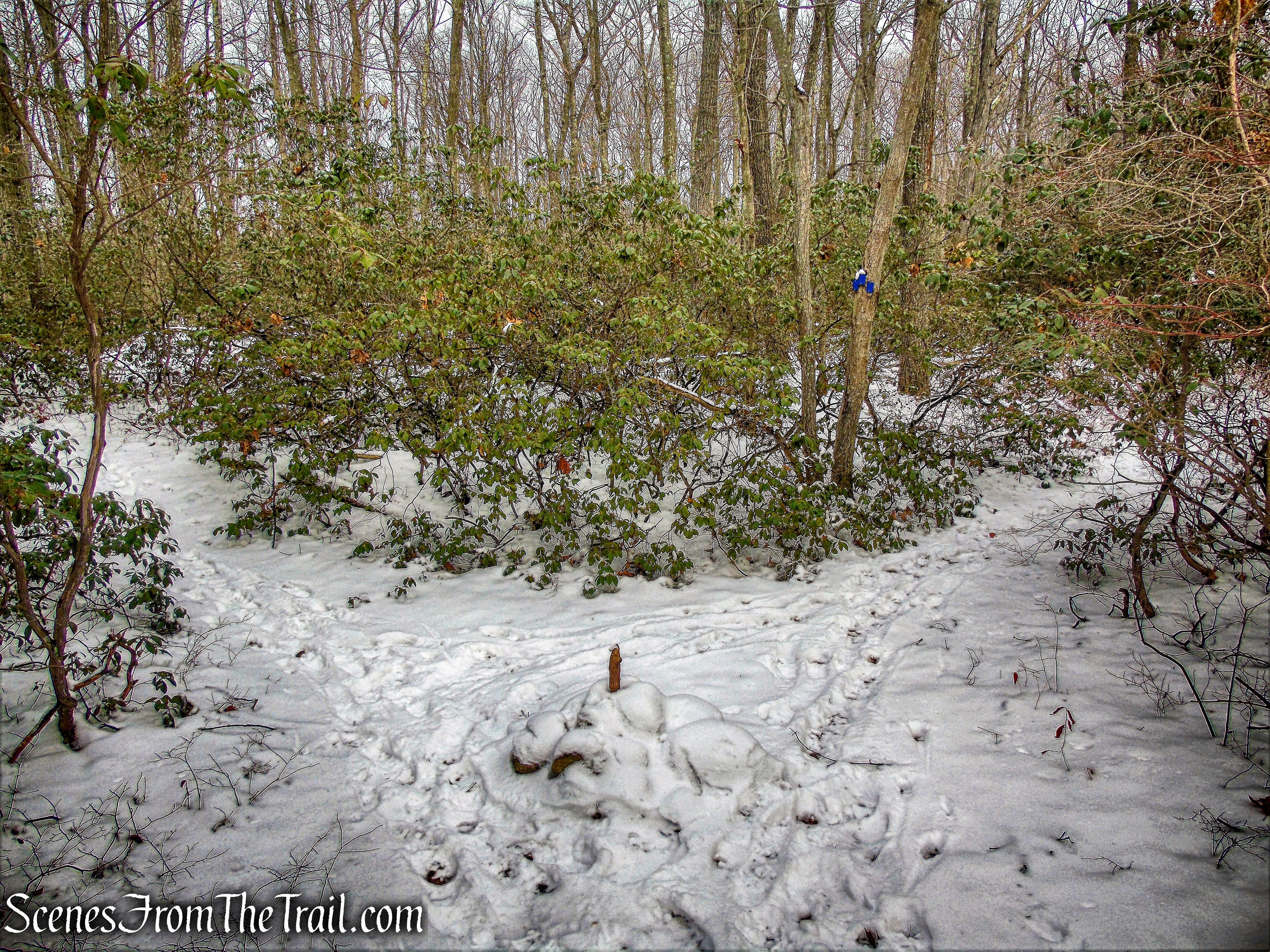 junction - Beech Trail
