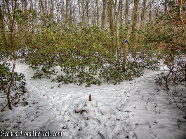 junction - Beech Trail