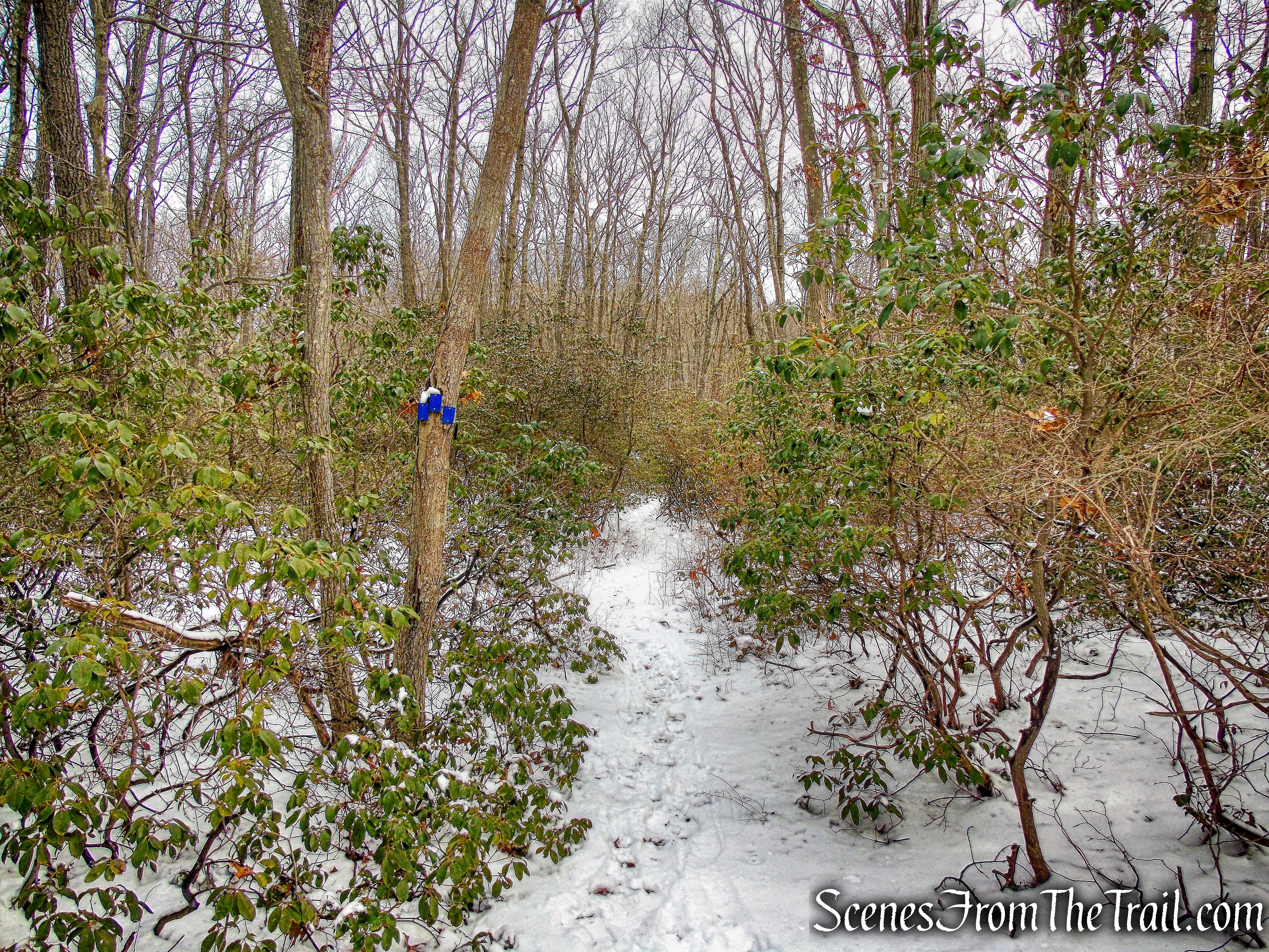 Beech Trail
