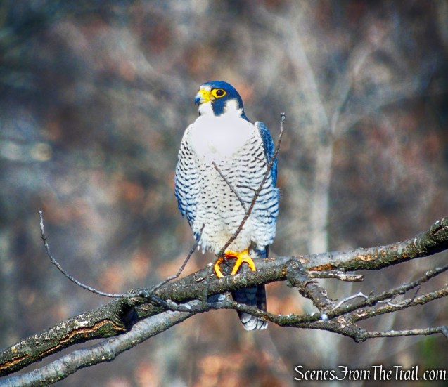 Peregrine Falcon