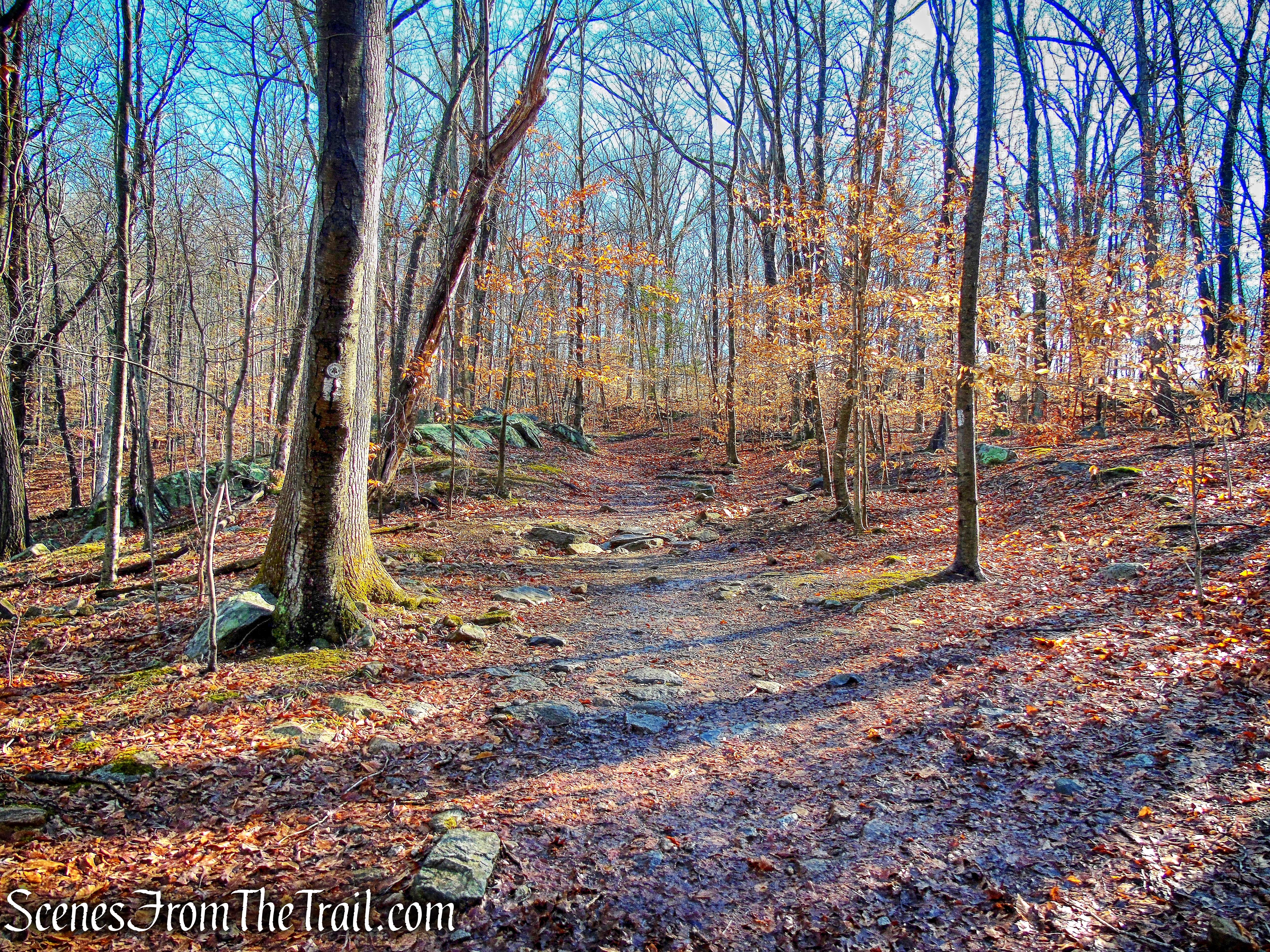 white-blazed Turtle Pond Trail