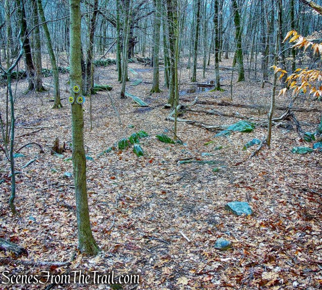 yellow-blazed Quarry Oak Trail