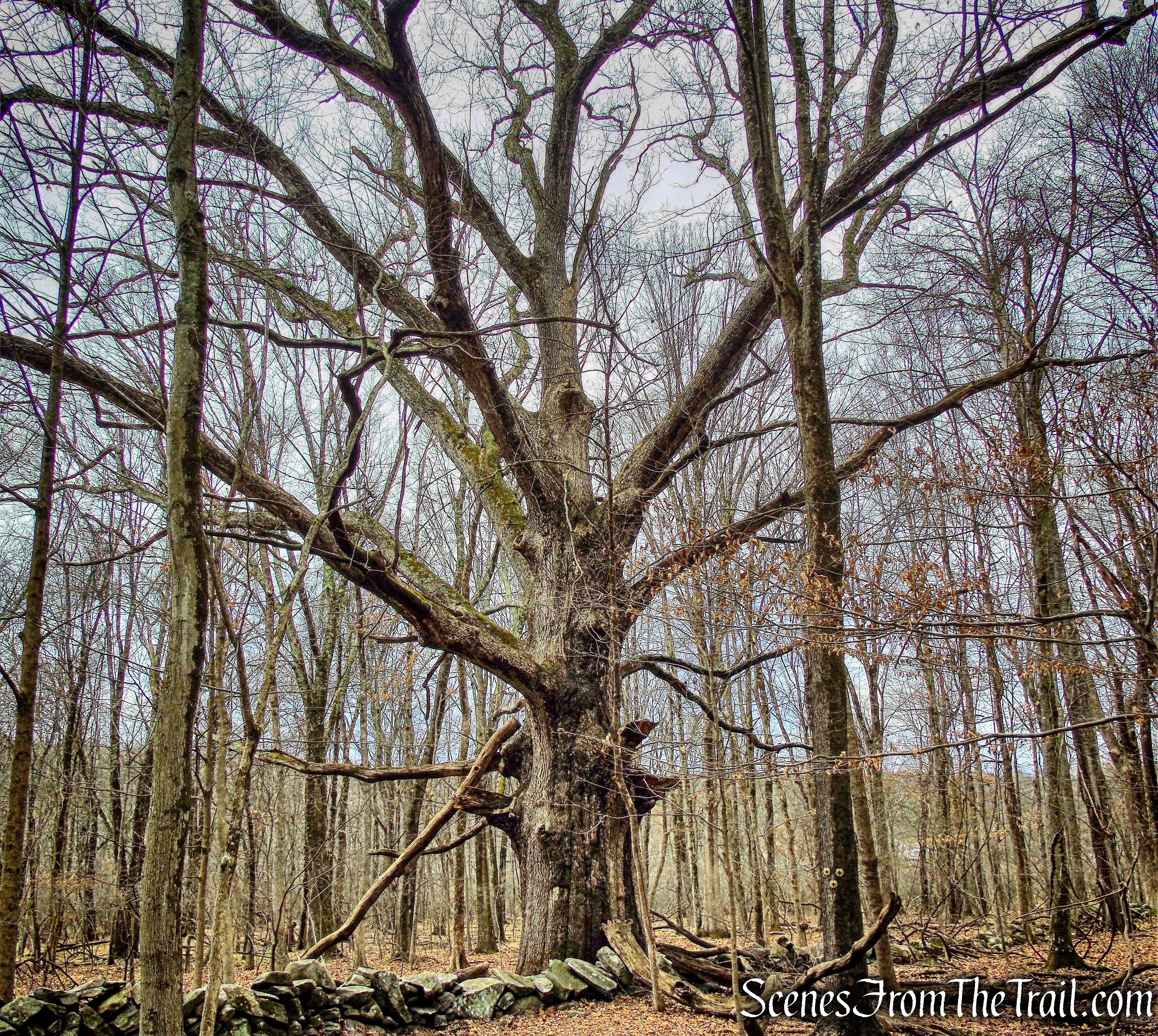 Quarry Oak