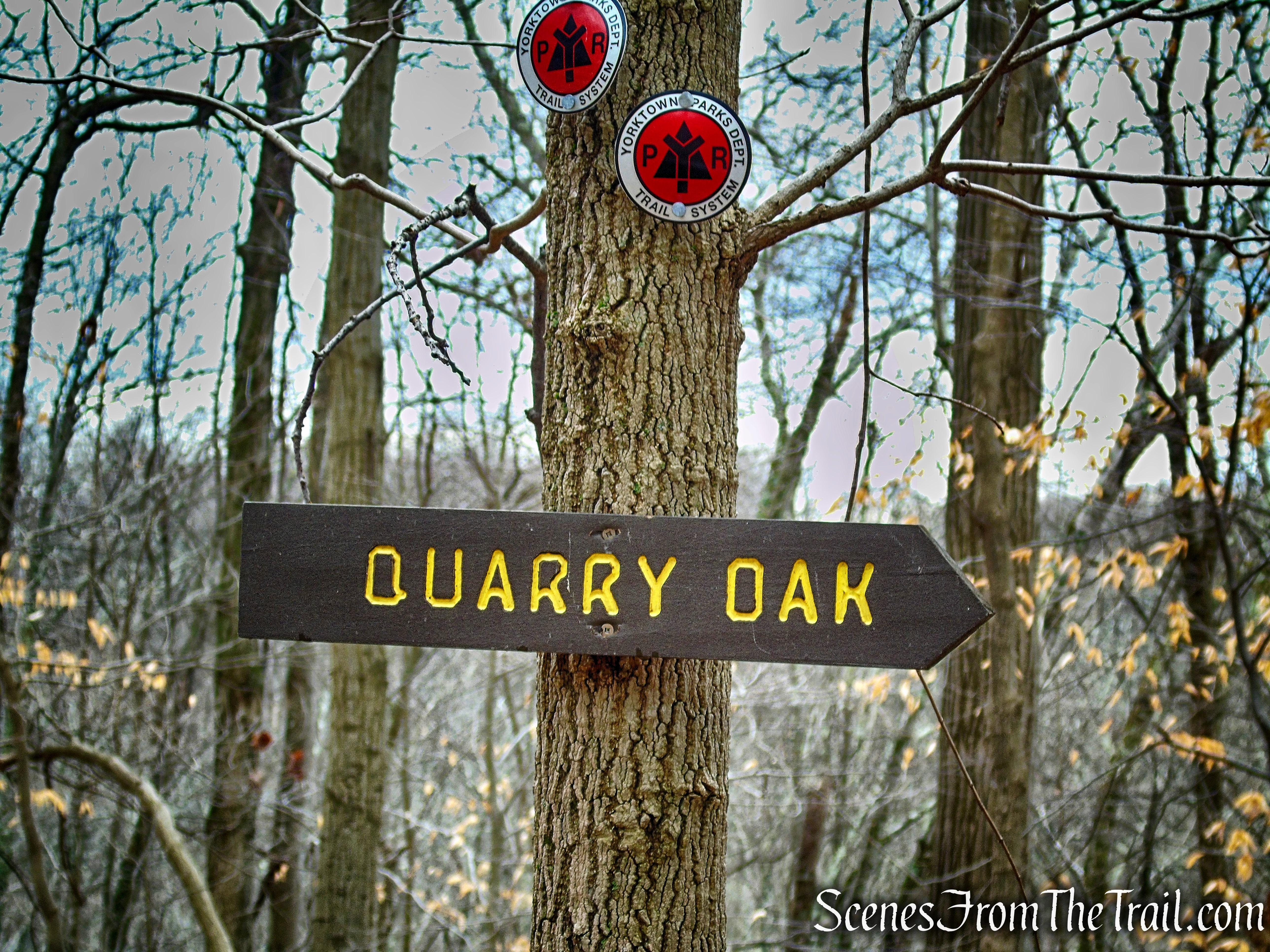 Quarry Oak