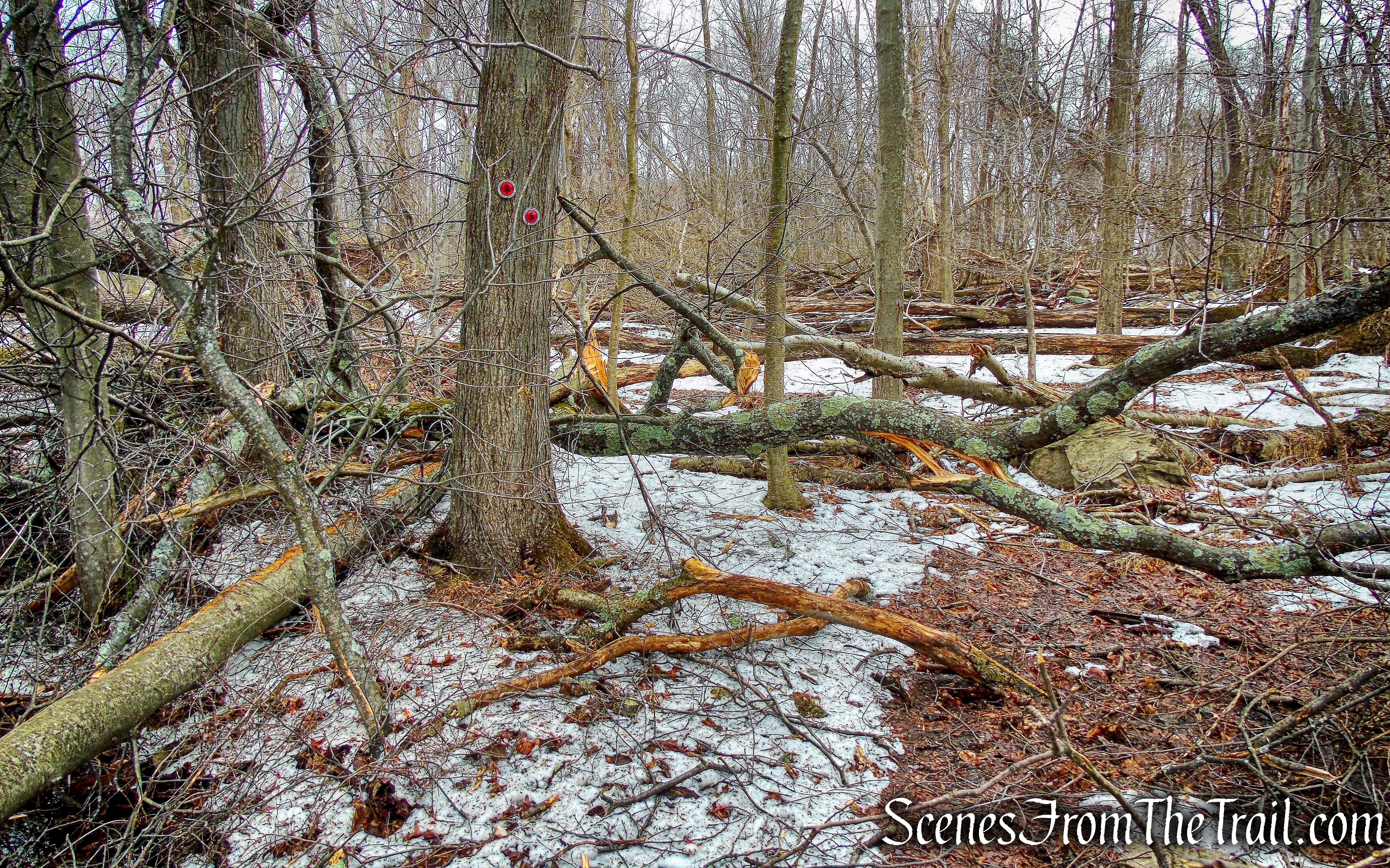 blowdown - Taconic Bridge Trail 