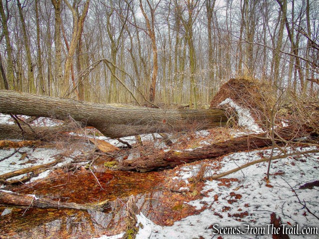 uprooted tree - Taconic Bridge Trail