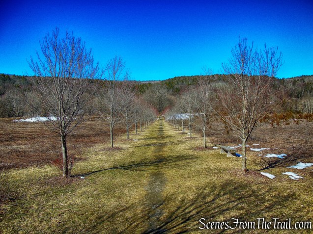 maple trees - Dover Stone Church