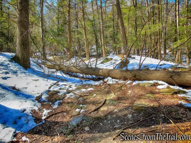 blowdown - Lookout Point Trail