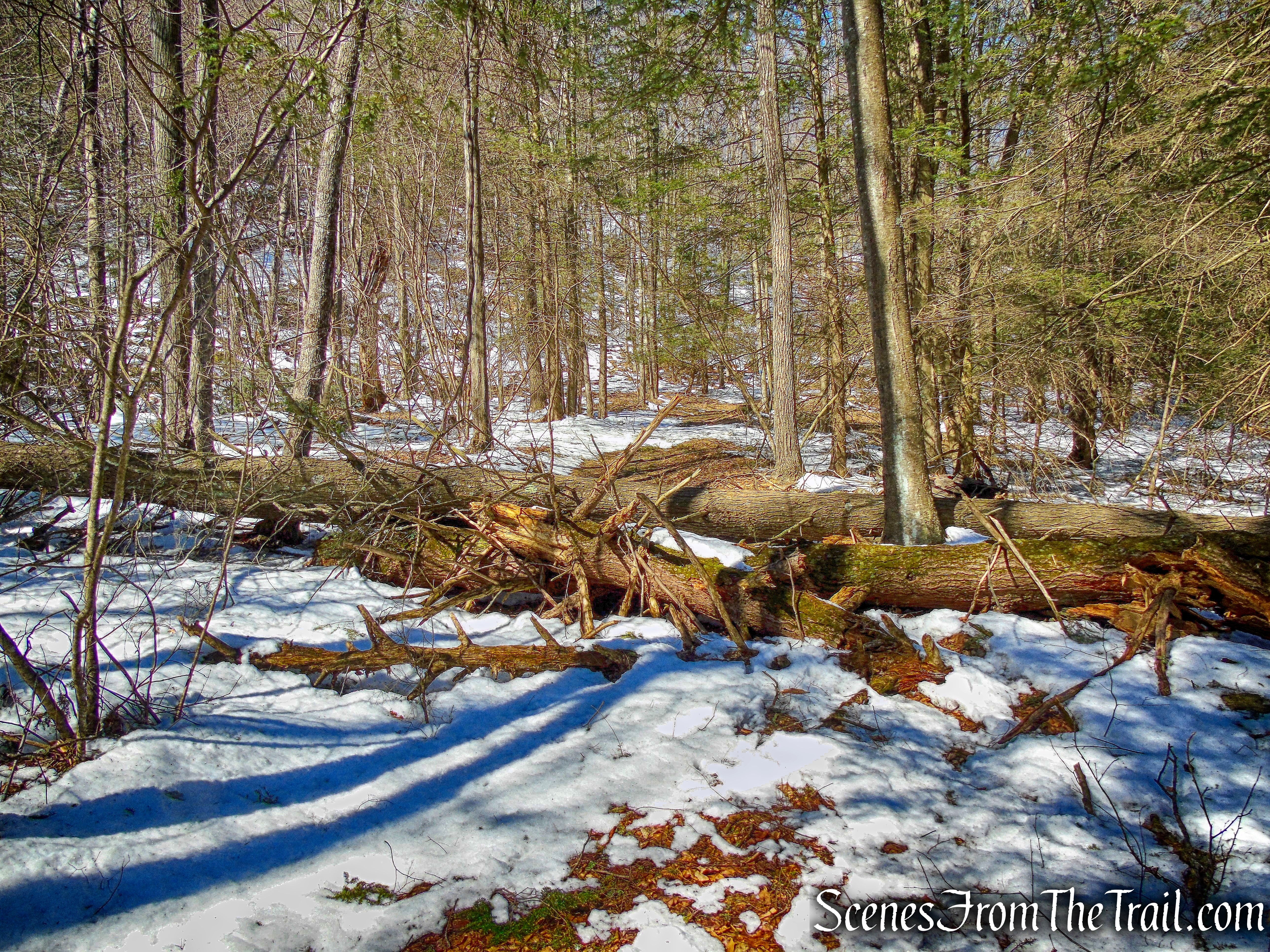 blowdowns - Lookout Point Trail