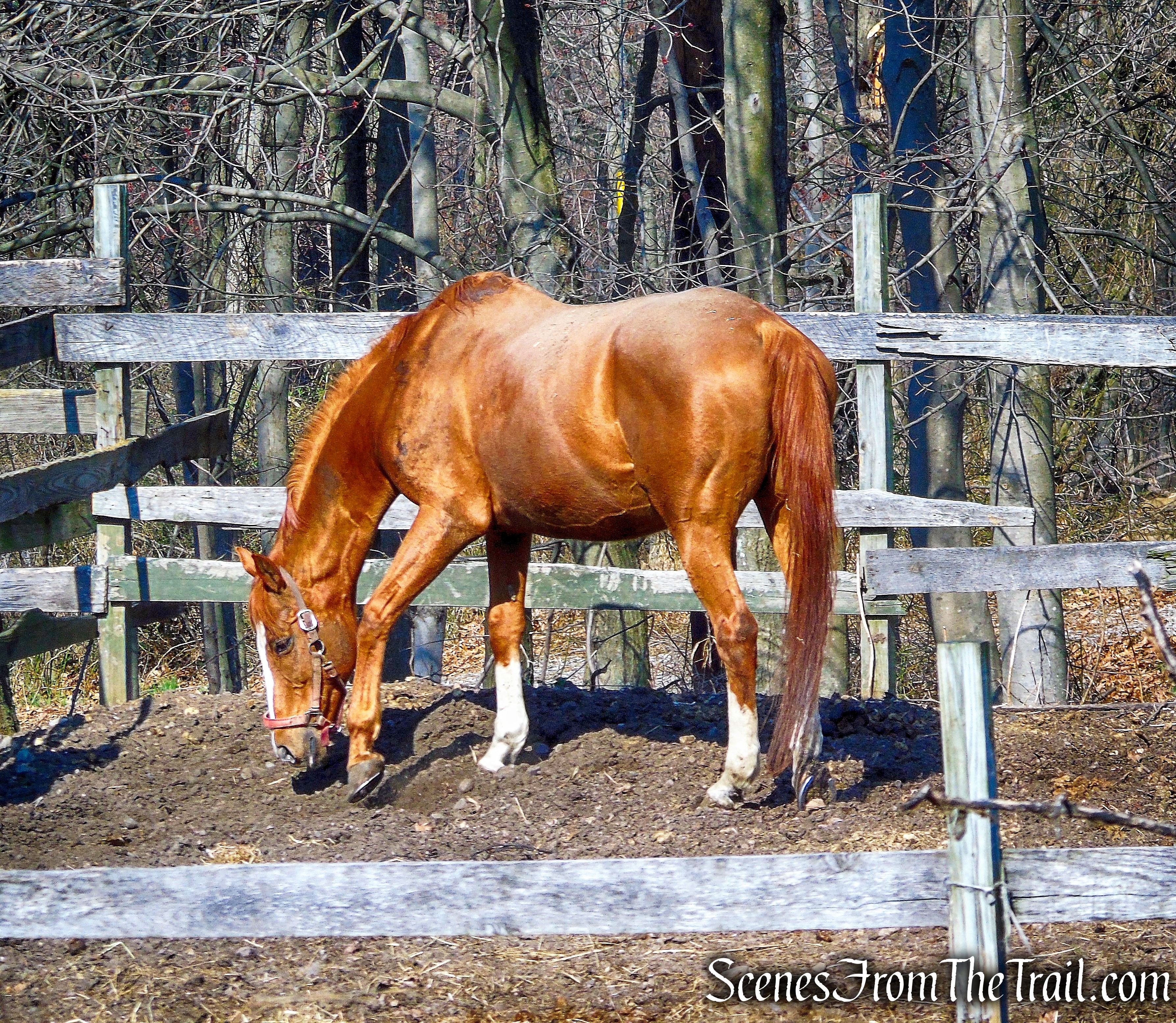 Garret Mountain Equestrian Center