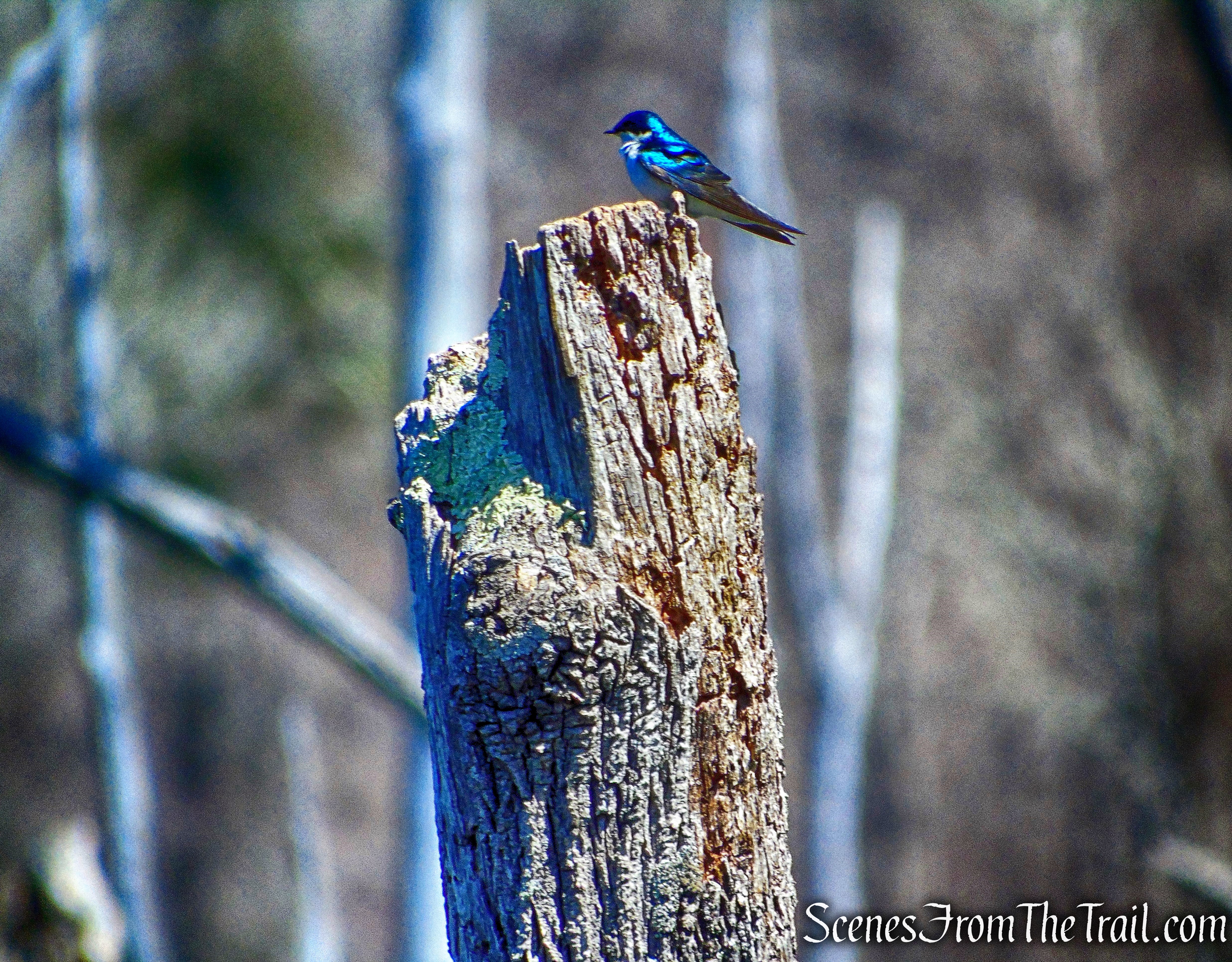 Tree Swallow