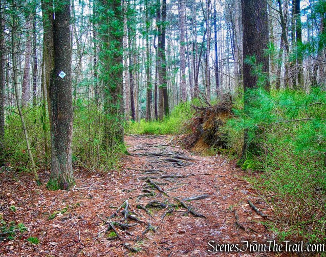 Horn Hill Loop Mountain Bike Trail