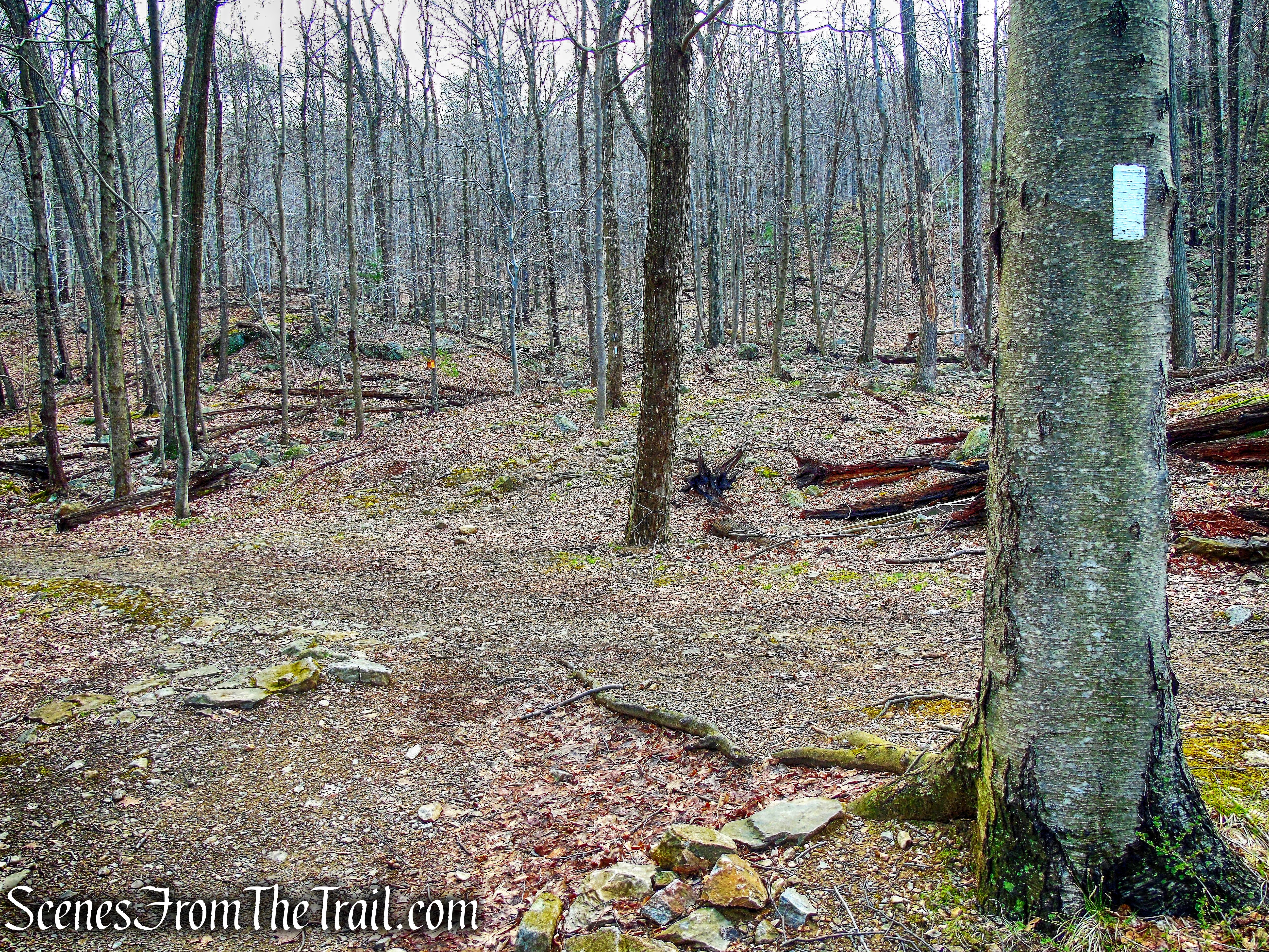 Appalachian Trail at Beechy Bottom West Road crossing.