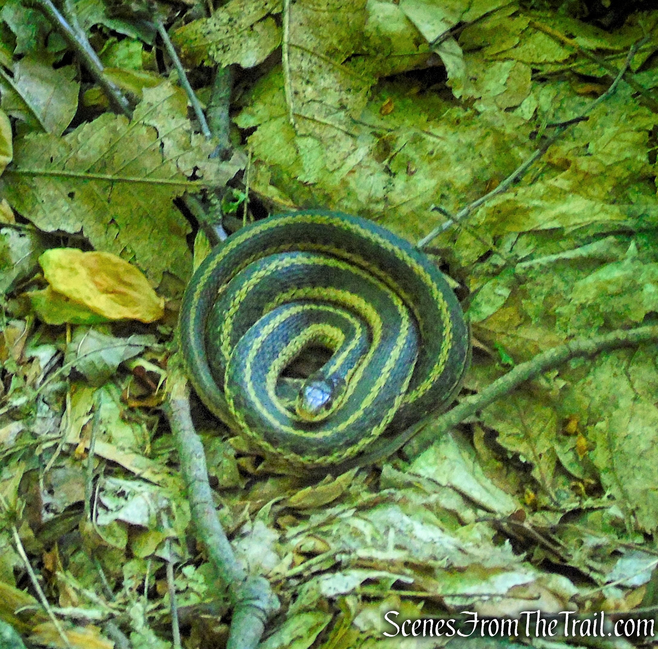 Garter Snake - Brooks Lake Trail