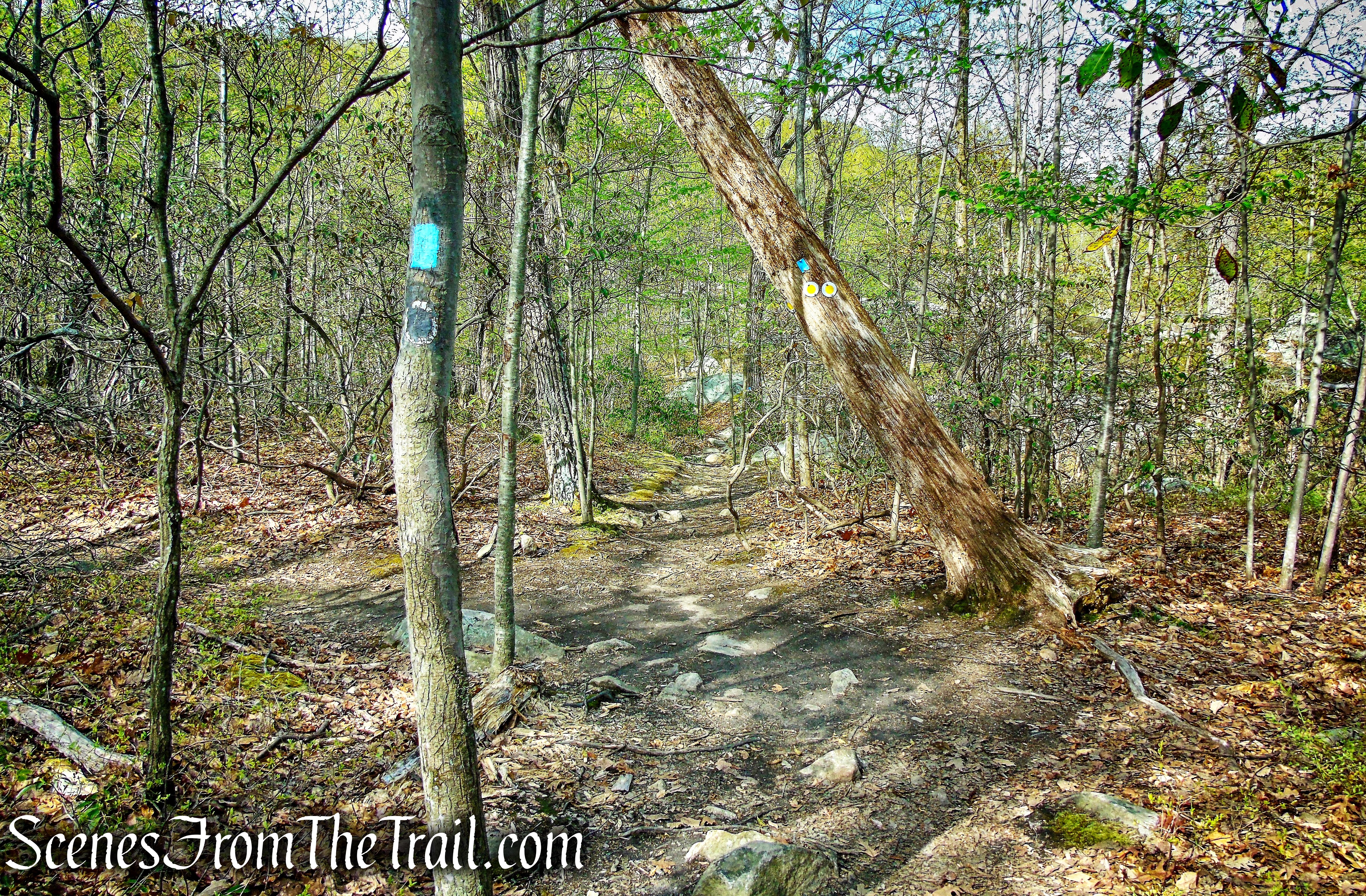 continue straight on Hewitt-Butler Trail 