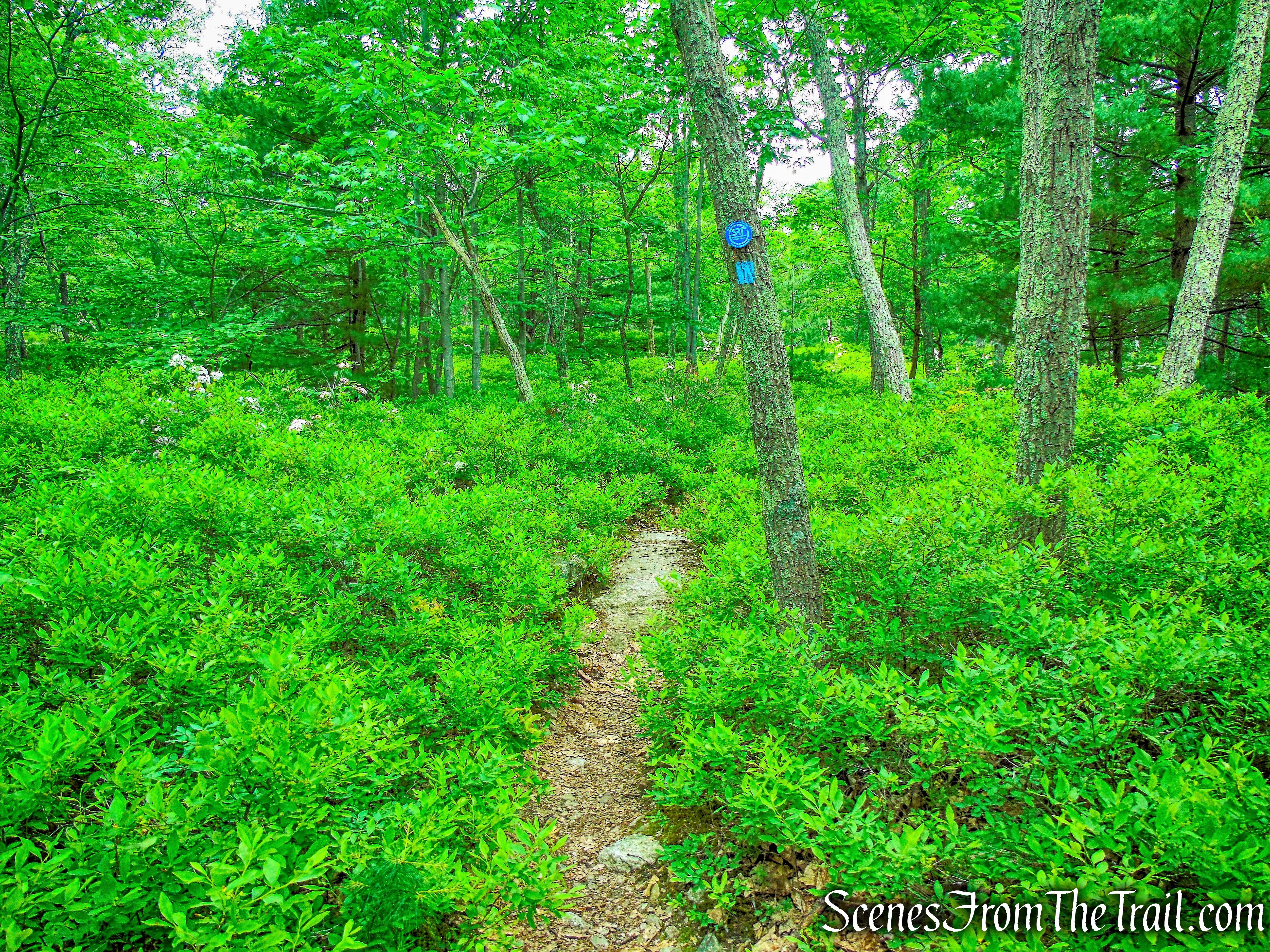 High Peter's Kill Trail