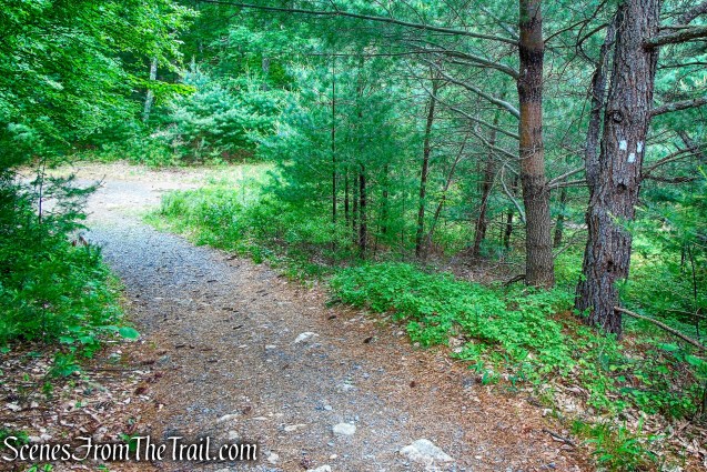 T-intersection with the Red Loop Trail