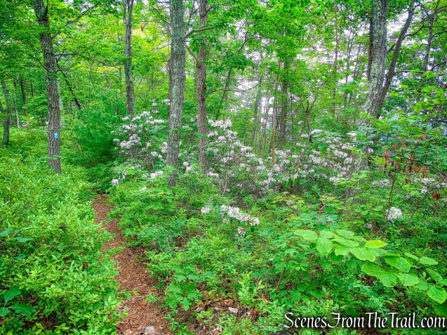 Millbrook Ridge Trail
