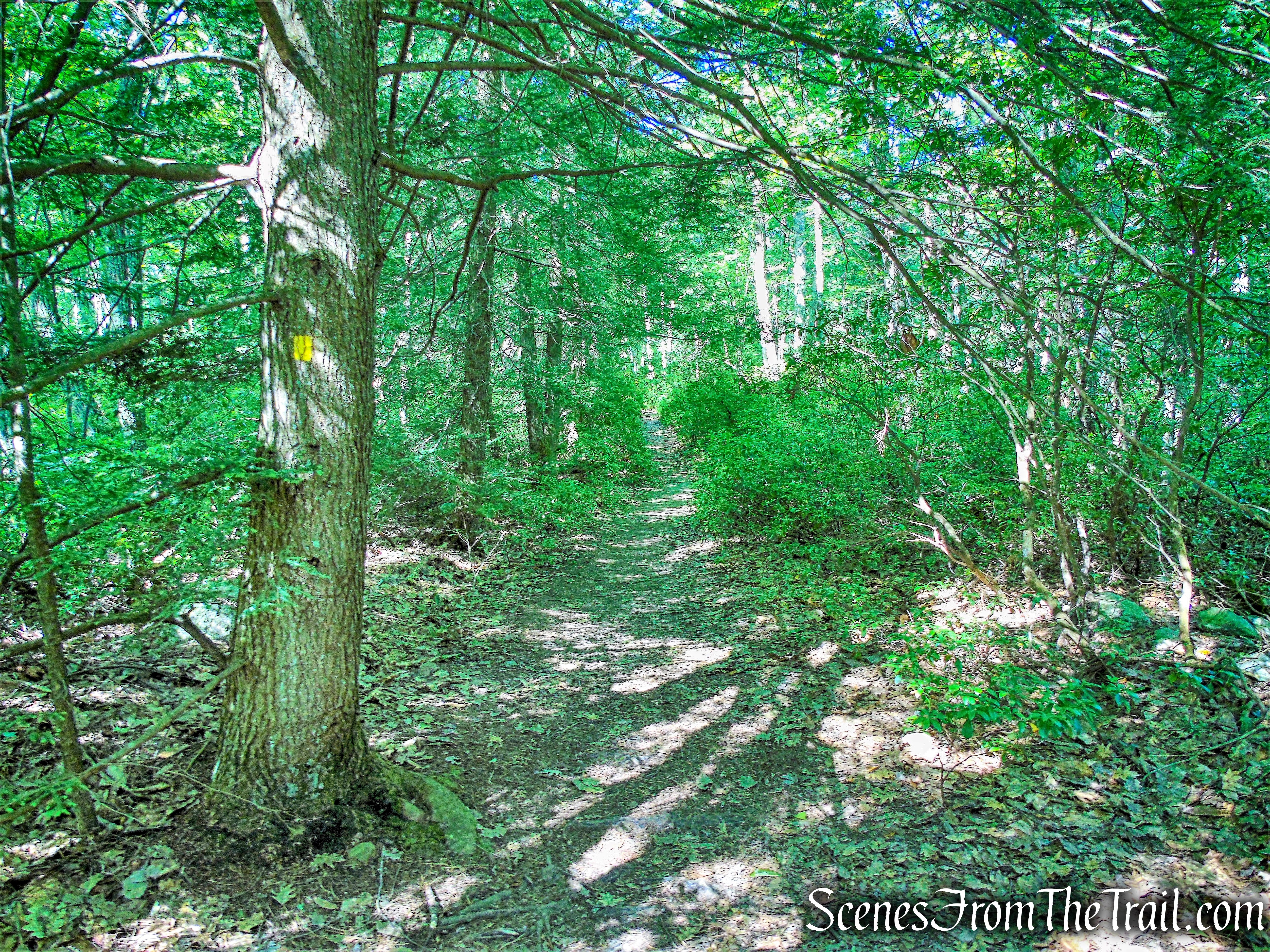 Mossy Glen Footpath