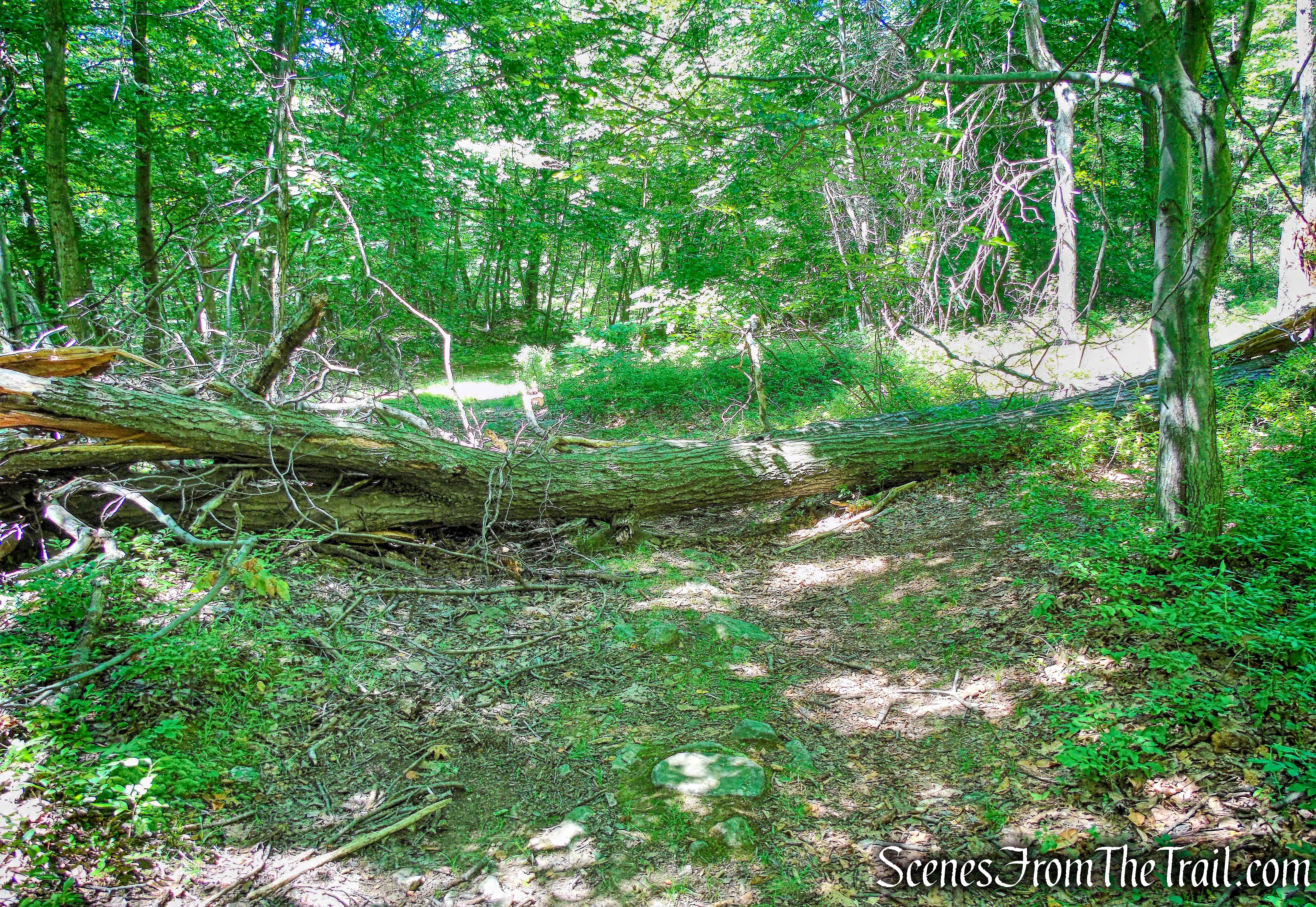 unmarked woods road