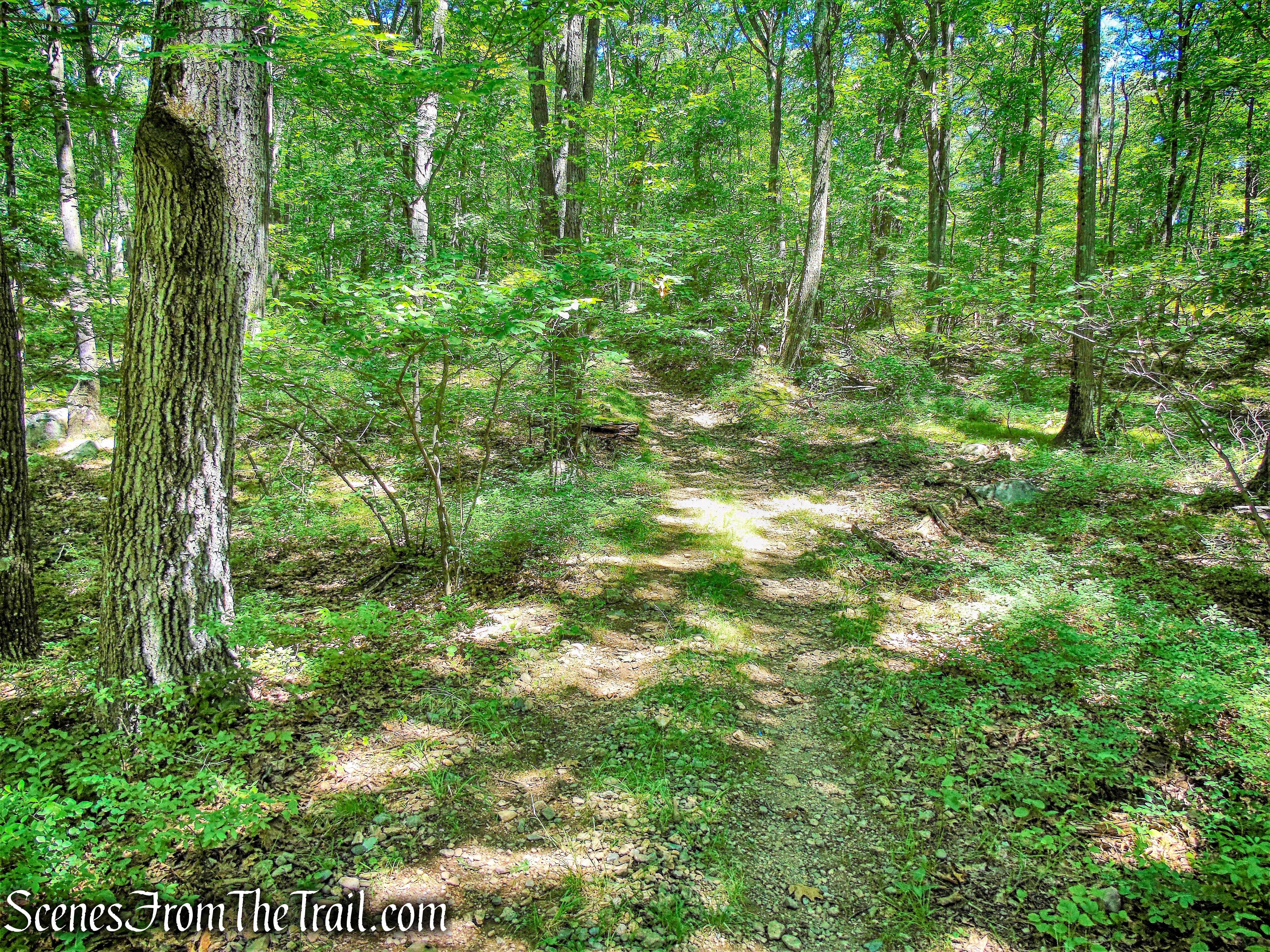 unmarked woods road