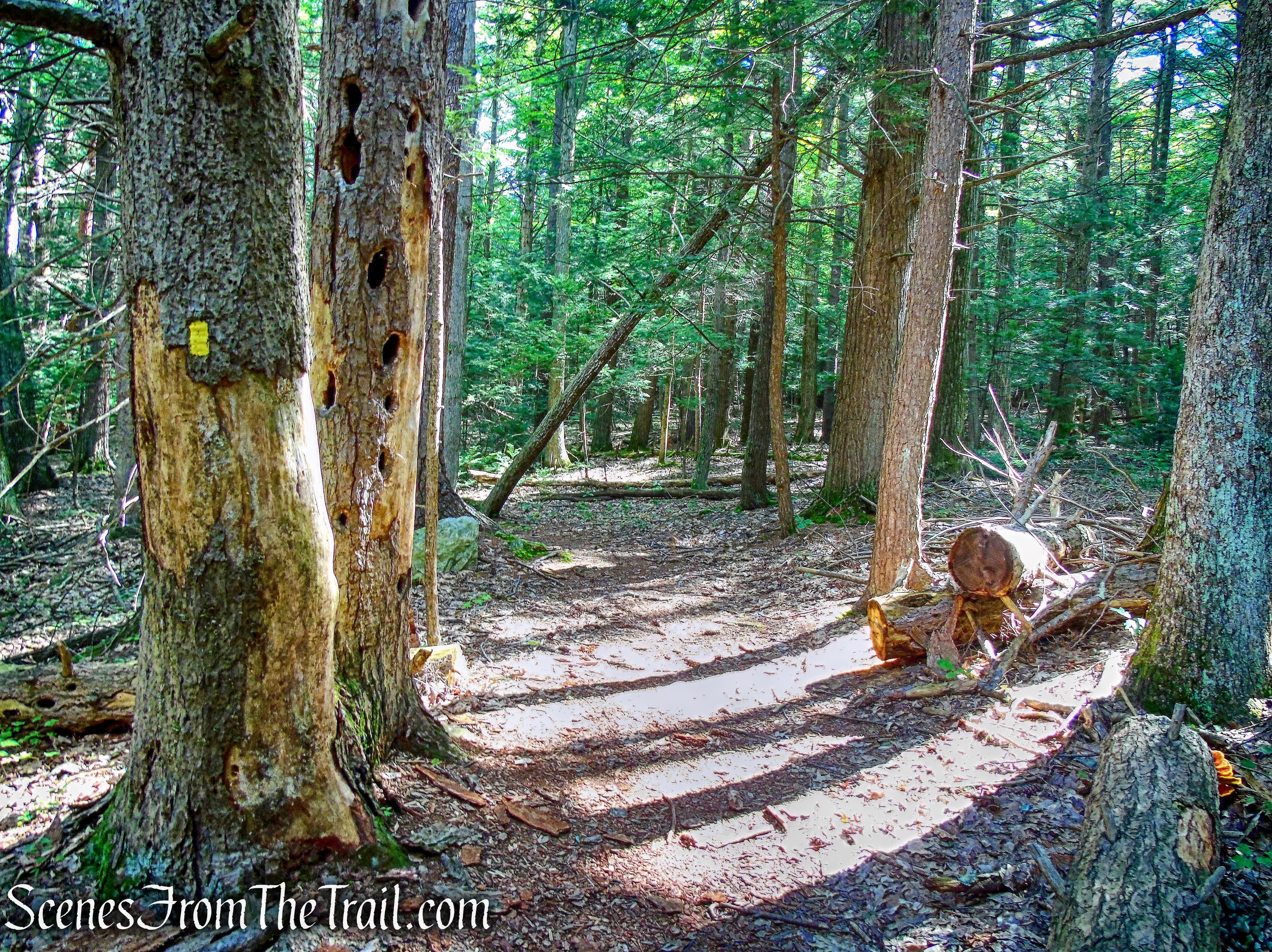 Enderly's Path