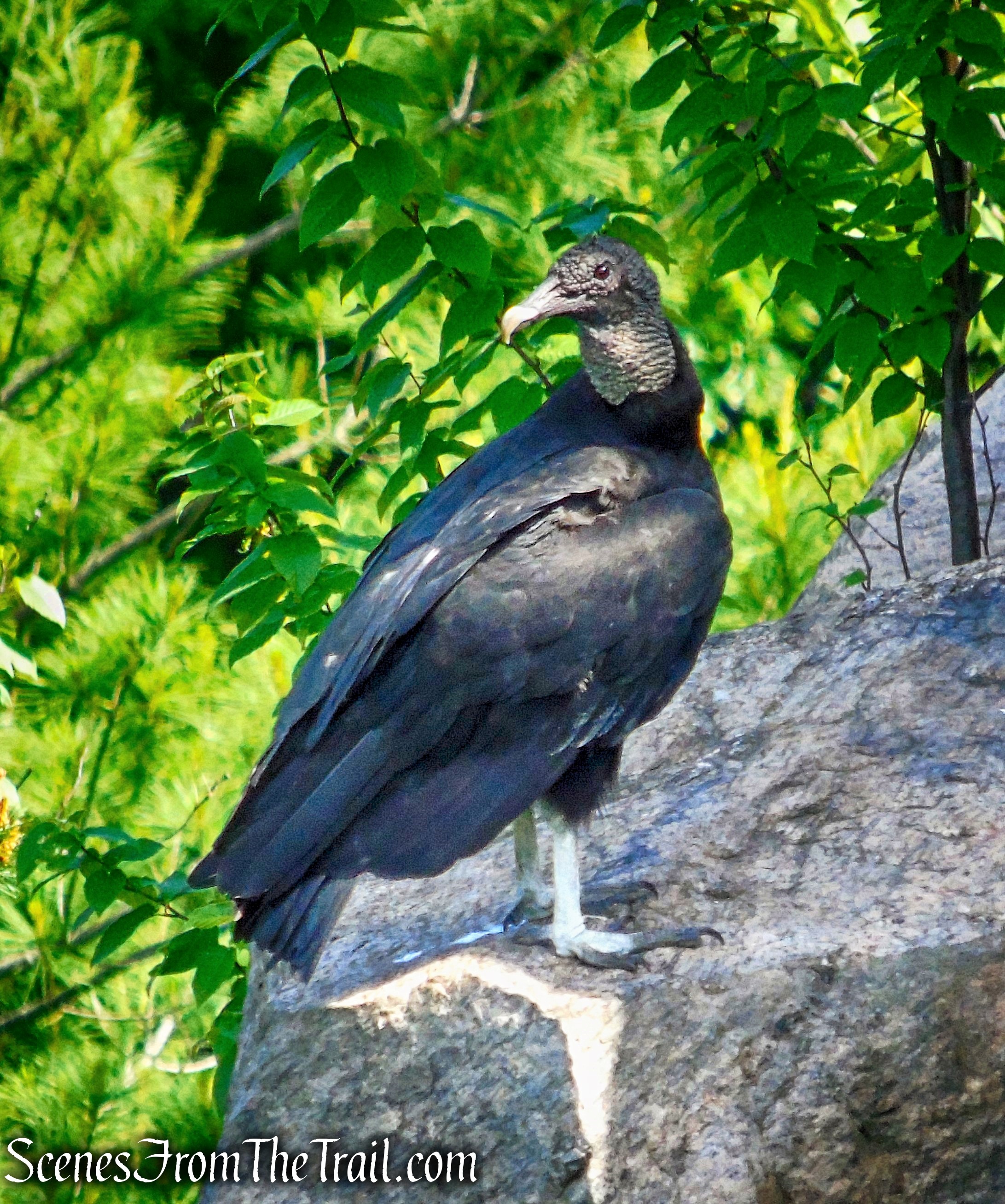 Black Vulture