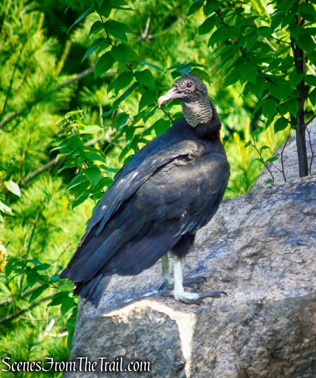 Black Vulture