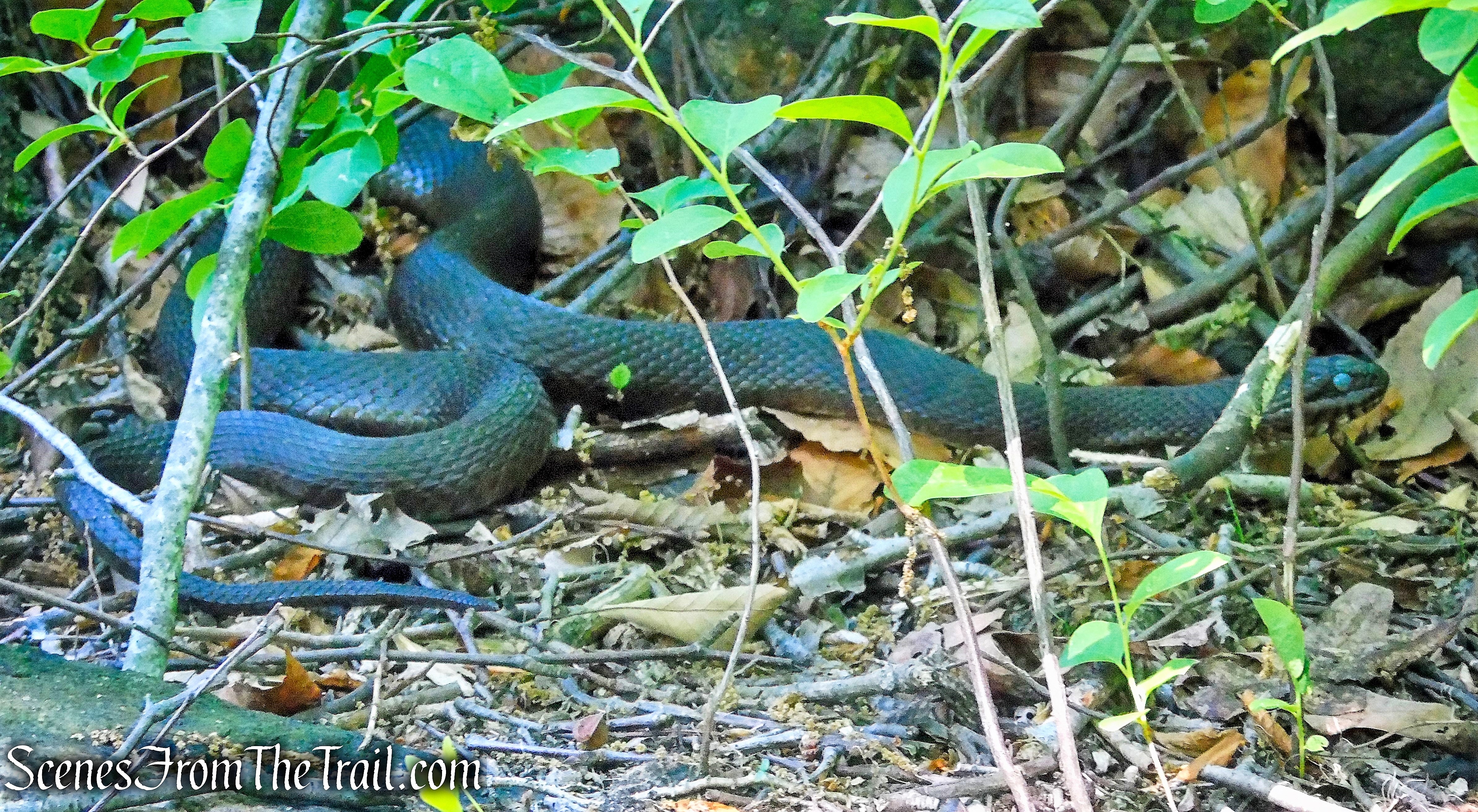 Black Rat Snake