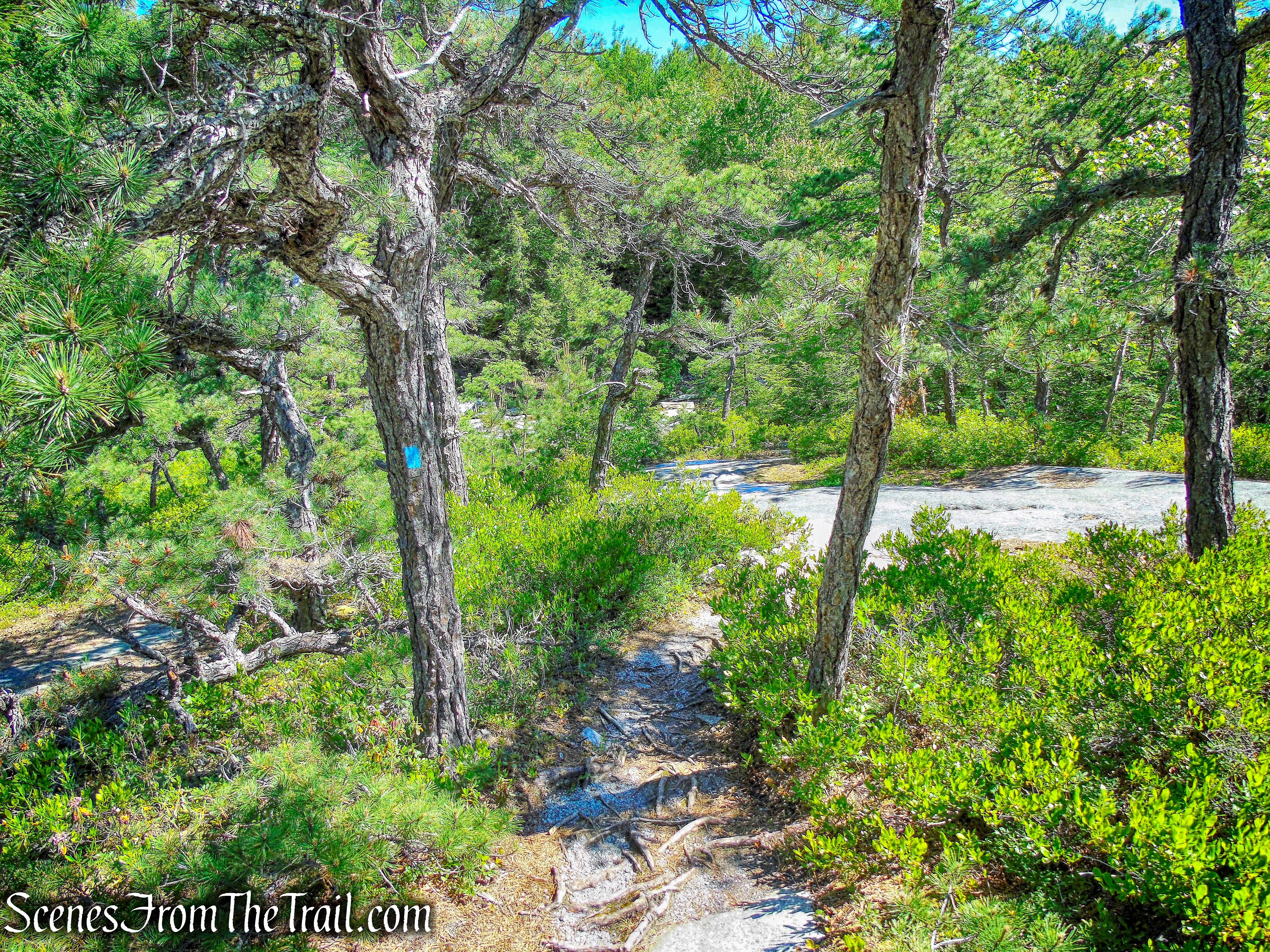 Blueberry Run Footpath