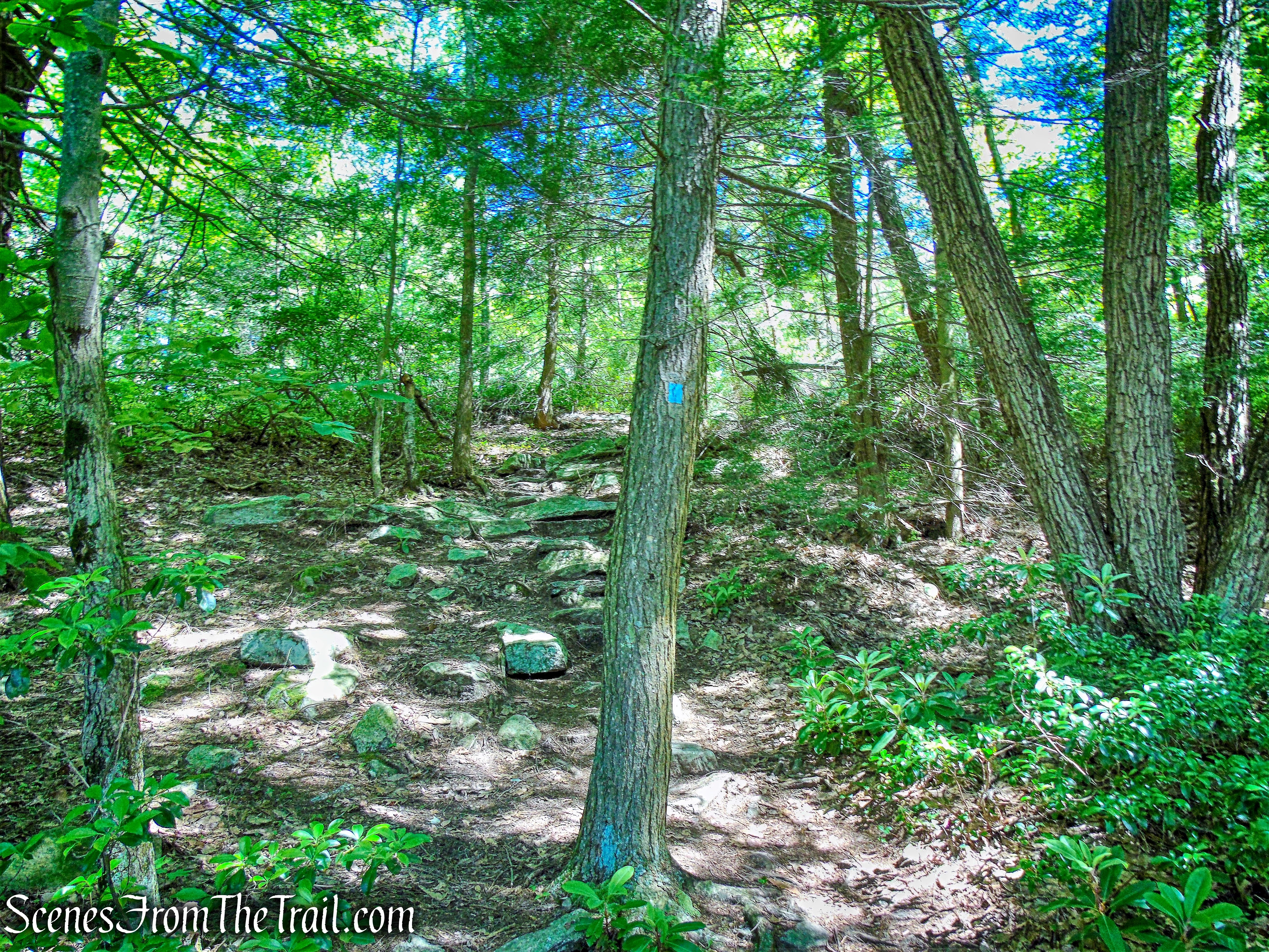 Blueberry Run Footpath