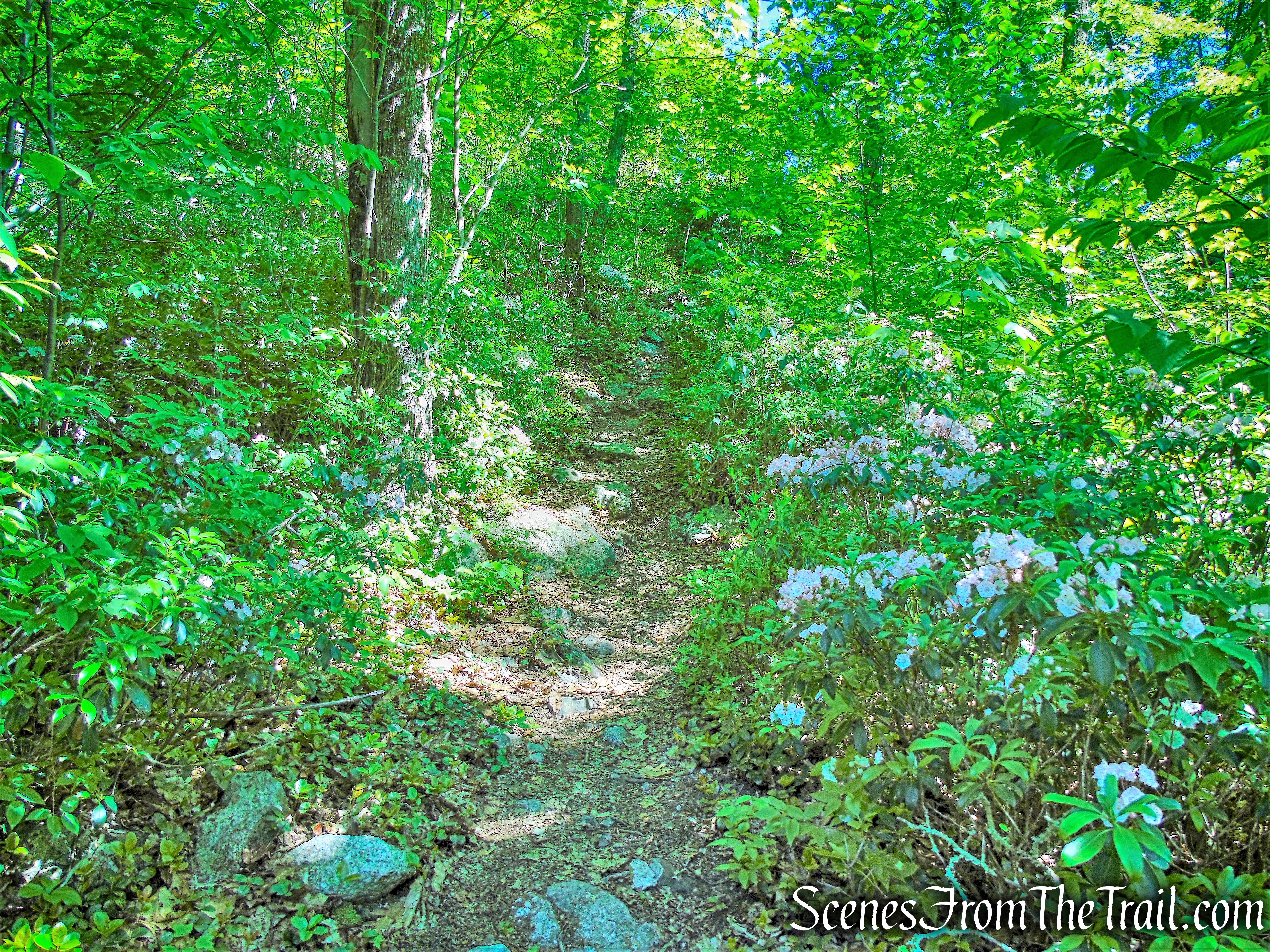 Blueberry Run Footpath