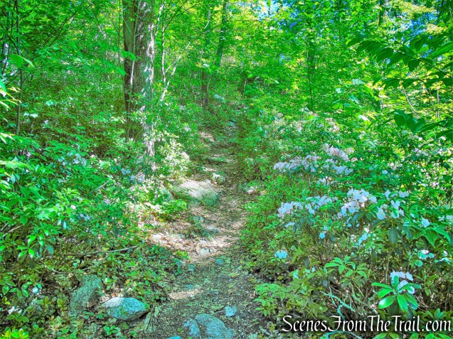Blueberry Run Footpath