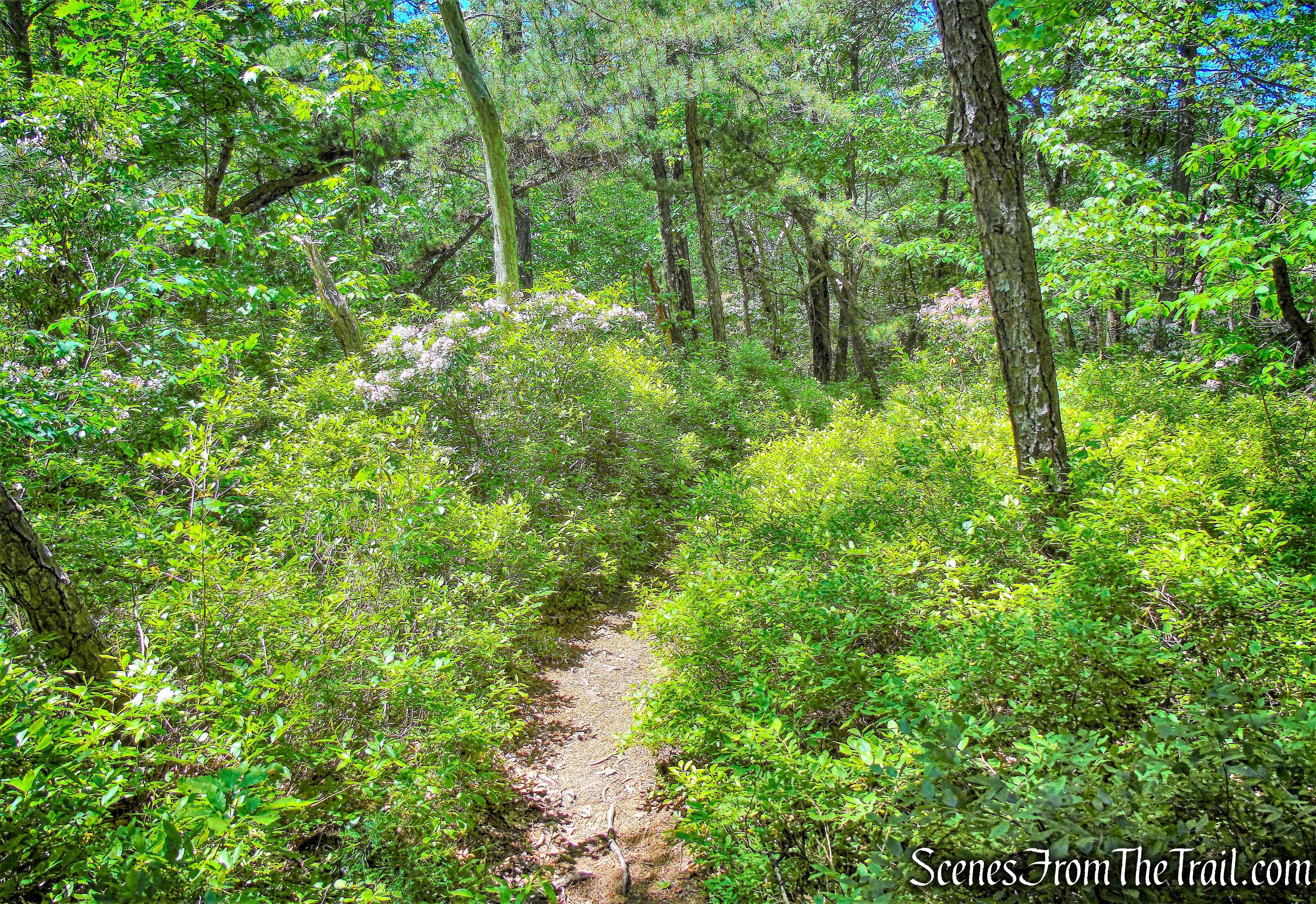 Blueberry Run Footpath