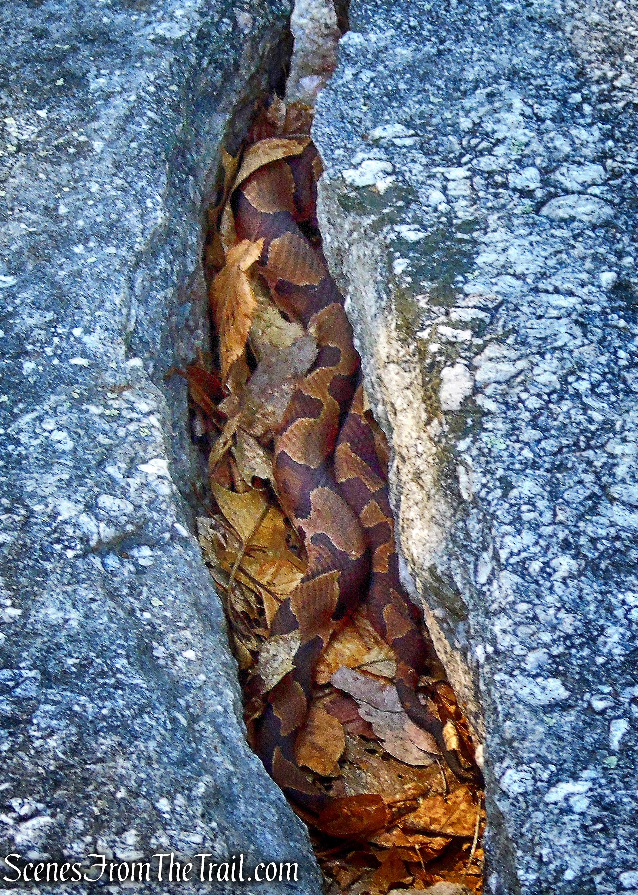 Copperhead