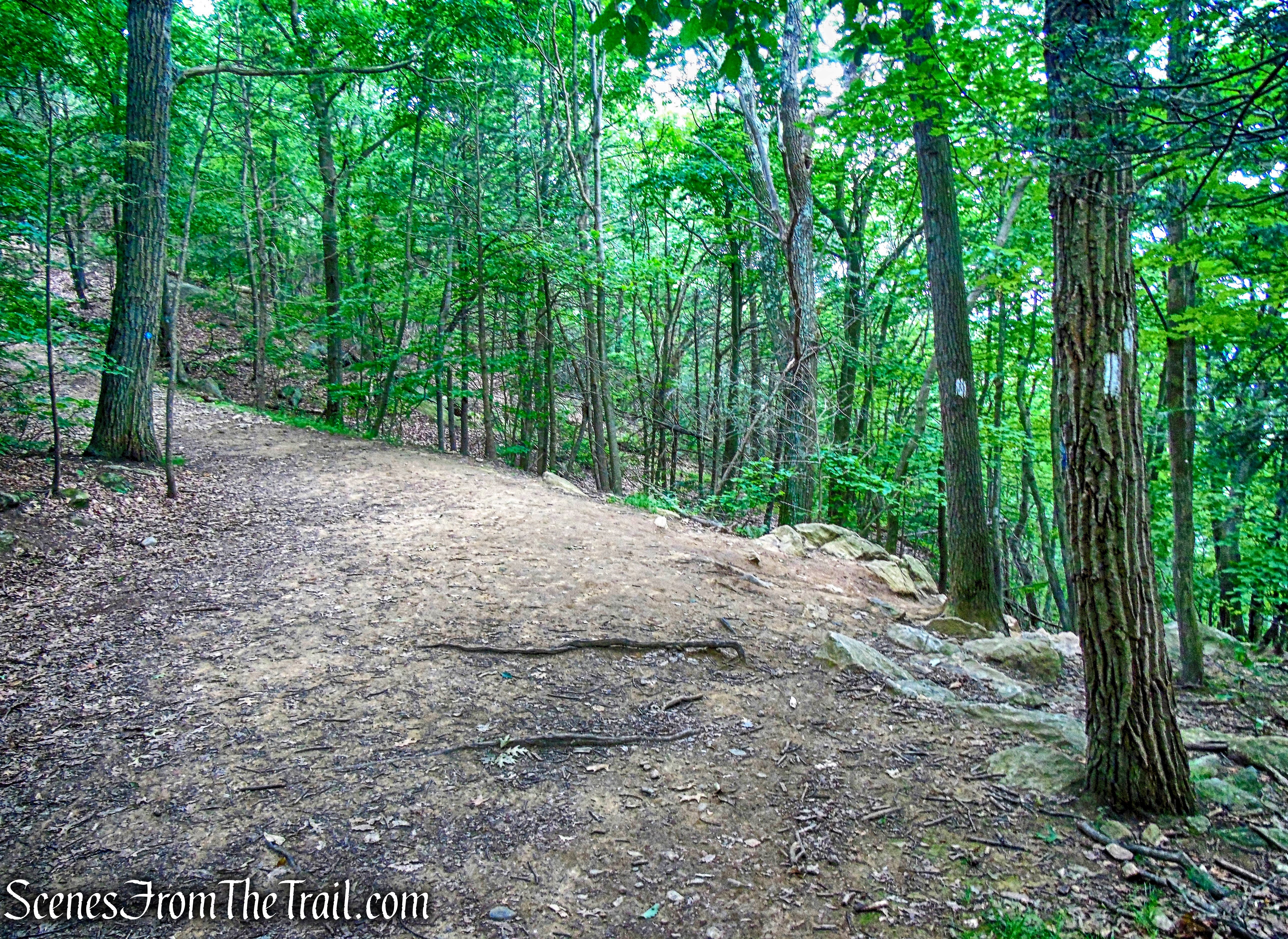 continue straight on the woods road