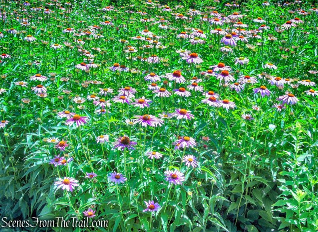 Lasdon Park, Arboretum & Veterans Memorial