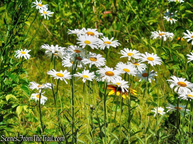 Lasdon Park, Arboretum & Veterans Memorial