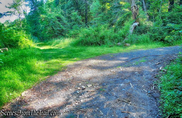 stay left at junction to Horn Hill Loop Mountain Bike Trail