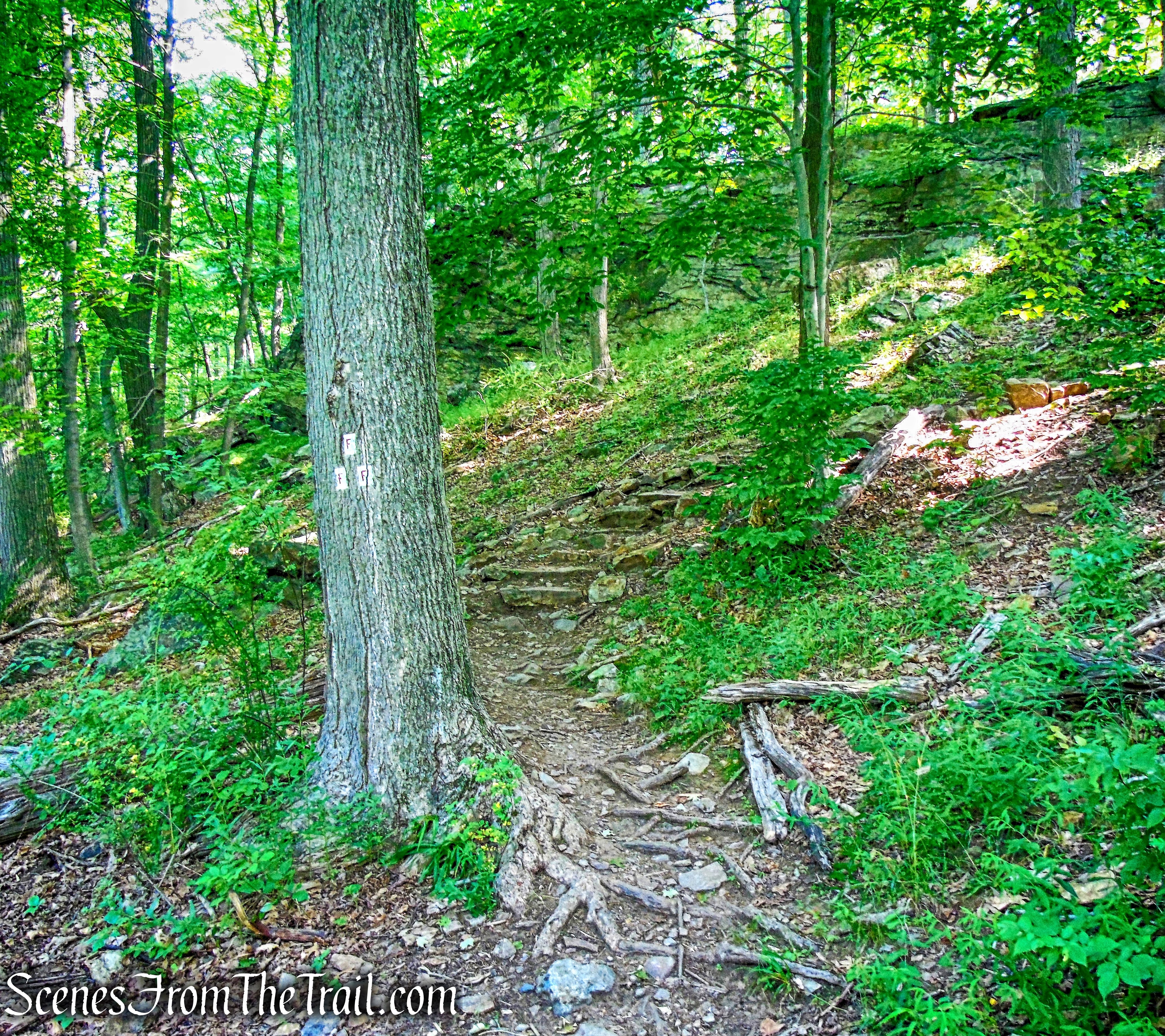 Fawn Trail