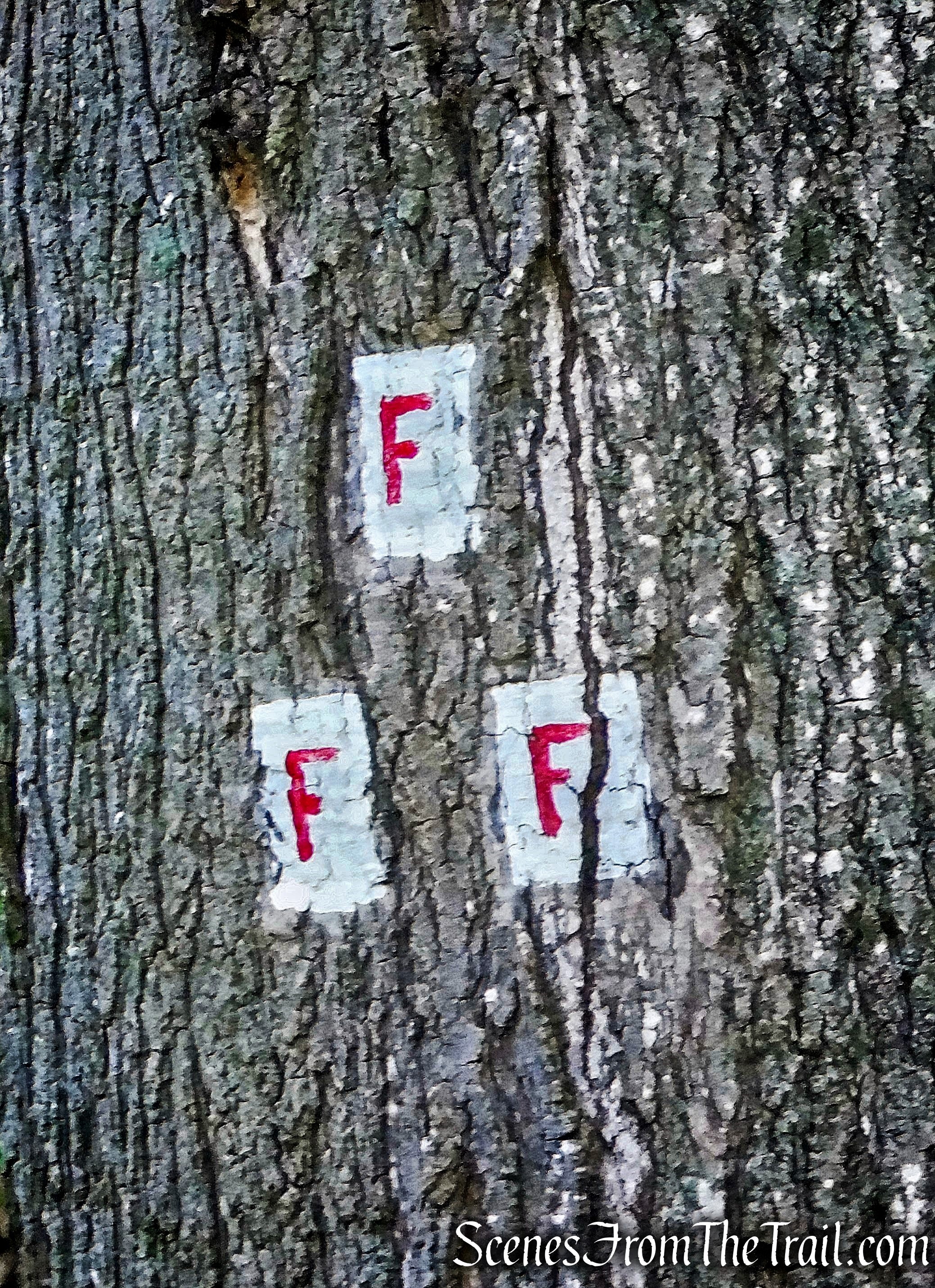 Fawn Trail