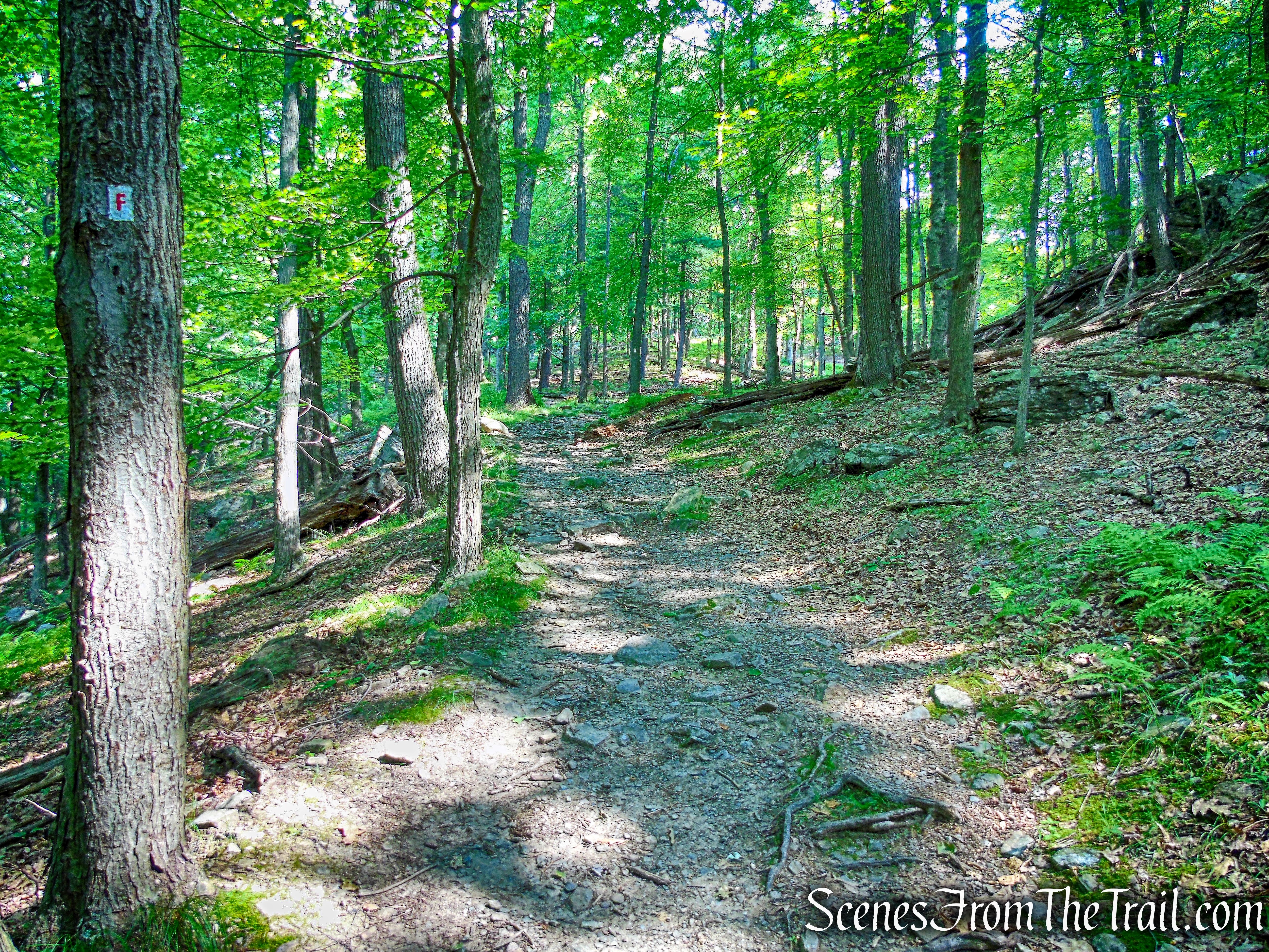 Fawn Trail