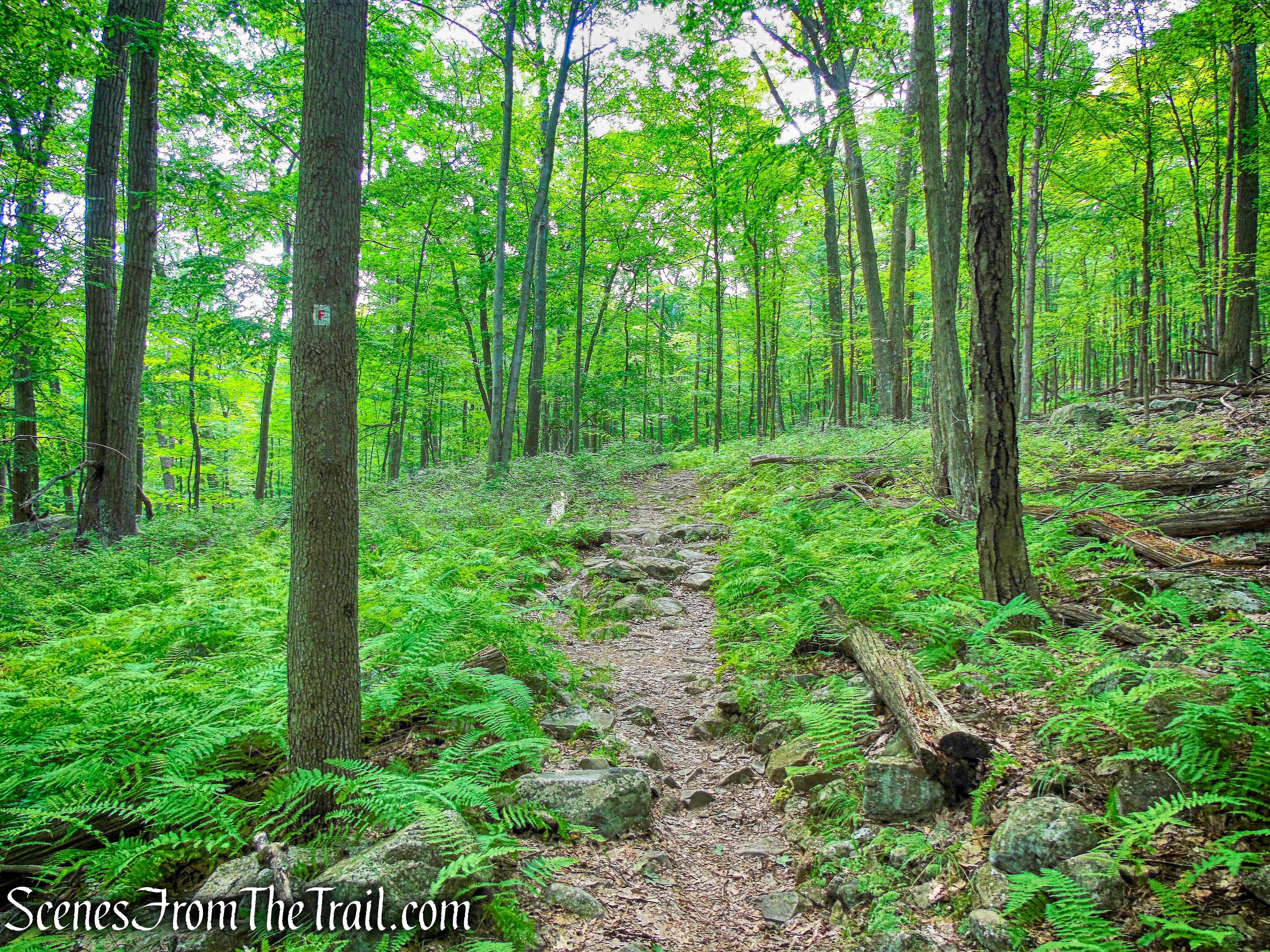 Fawn Trail