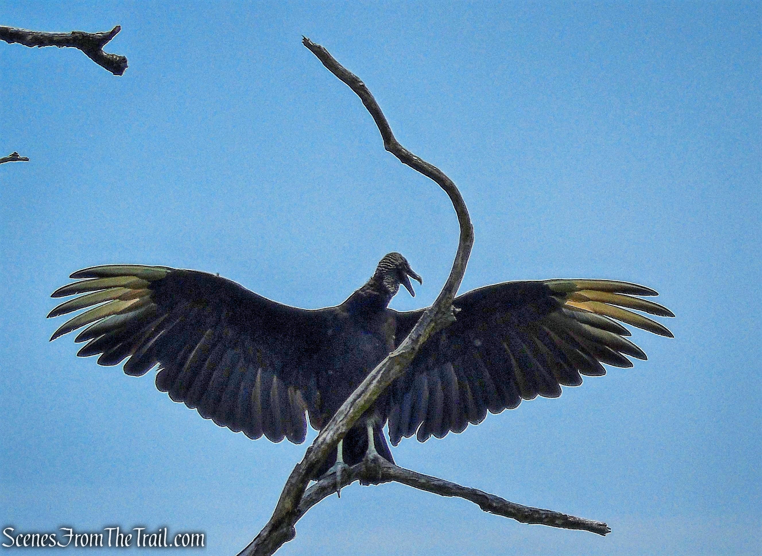 Black Vulture - West Mountain