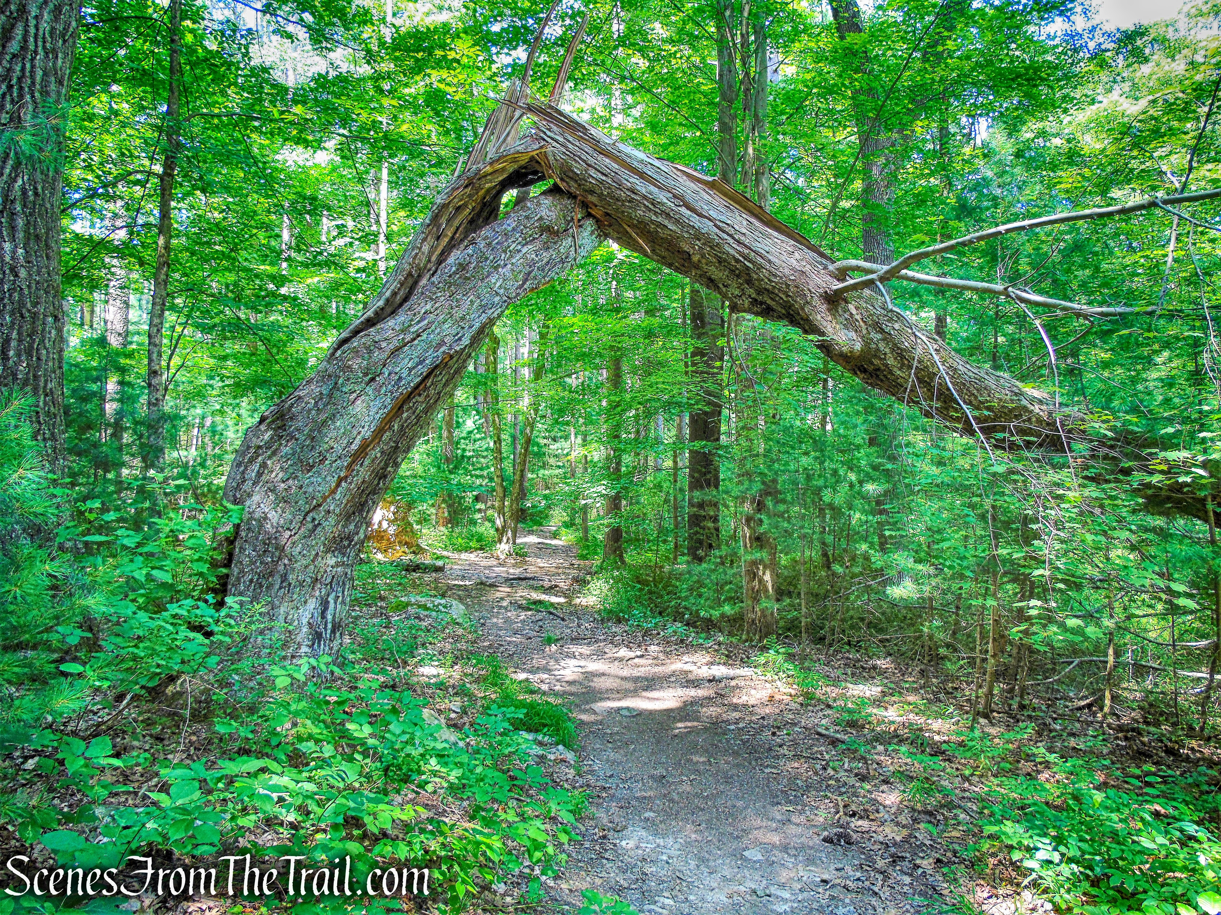 Horn Hill Loop Mountain Bike Trail